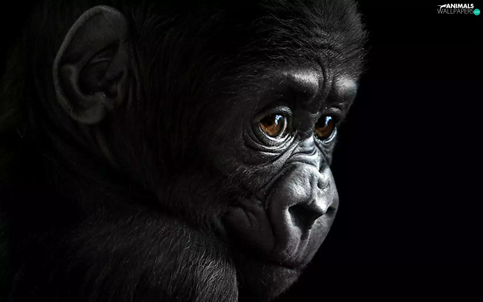 Eyes, chimpanzee, Brown