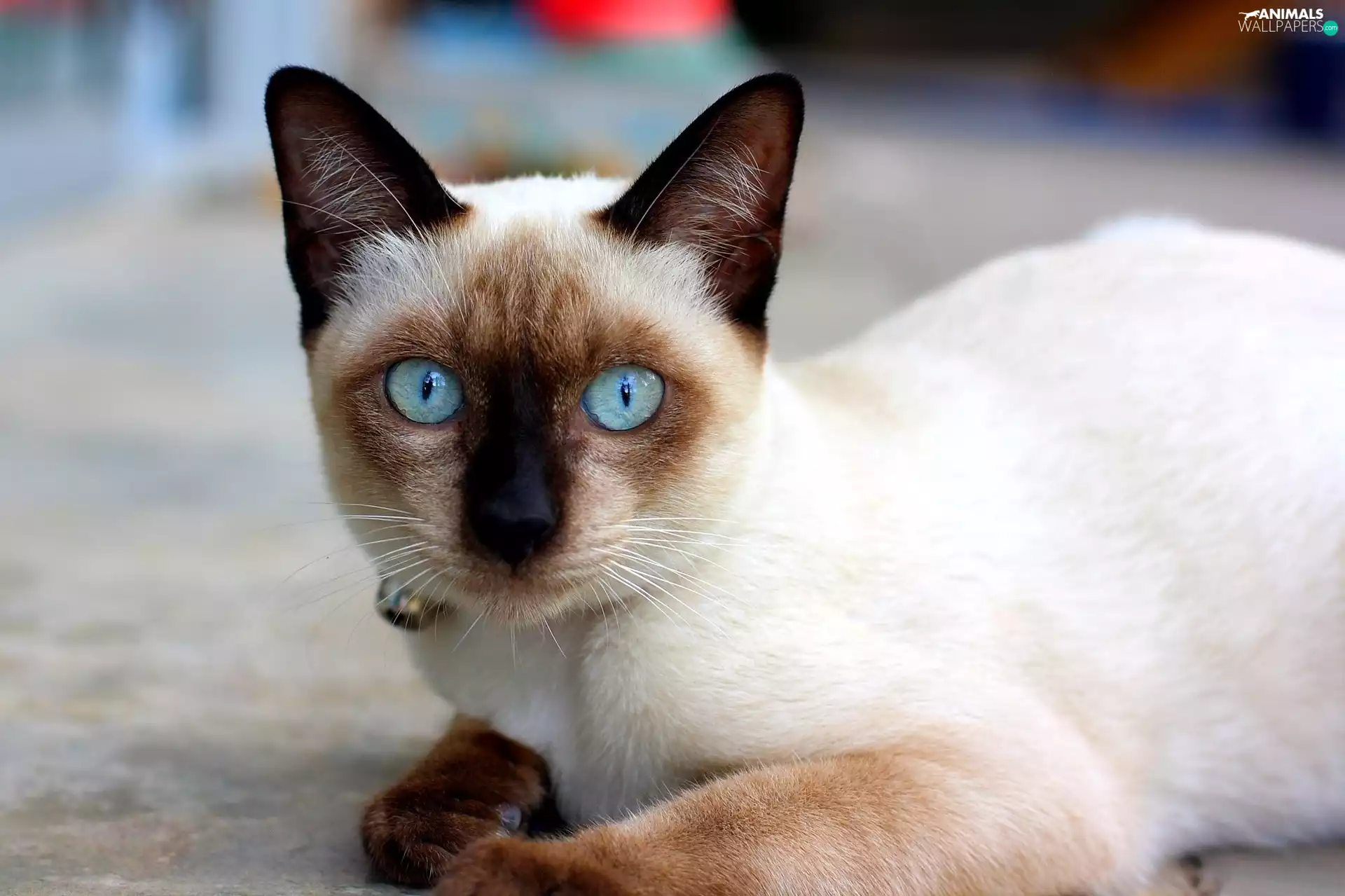 Blue, Eyes, cat, siamese, Beatyfull