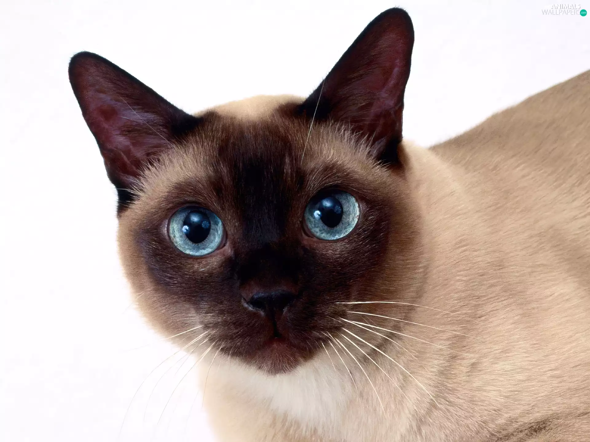 Blue, Eyes, cat, siamese, Brown