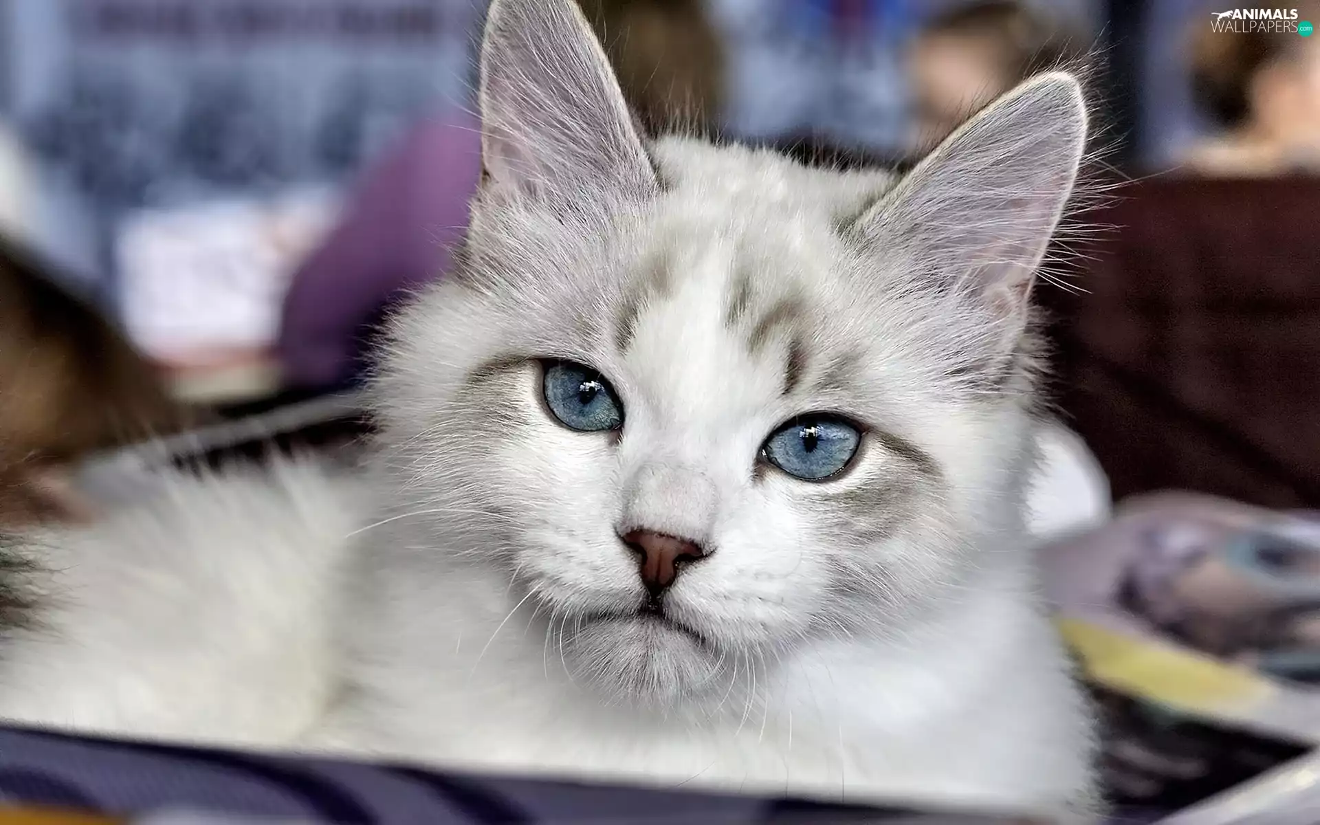 Blue, Eyes, cat, kitten, Gray
