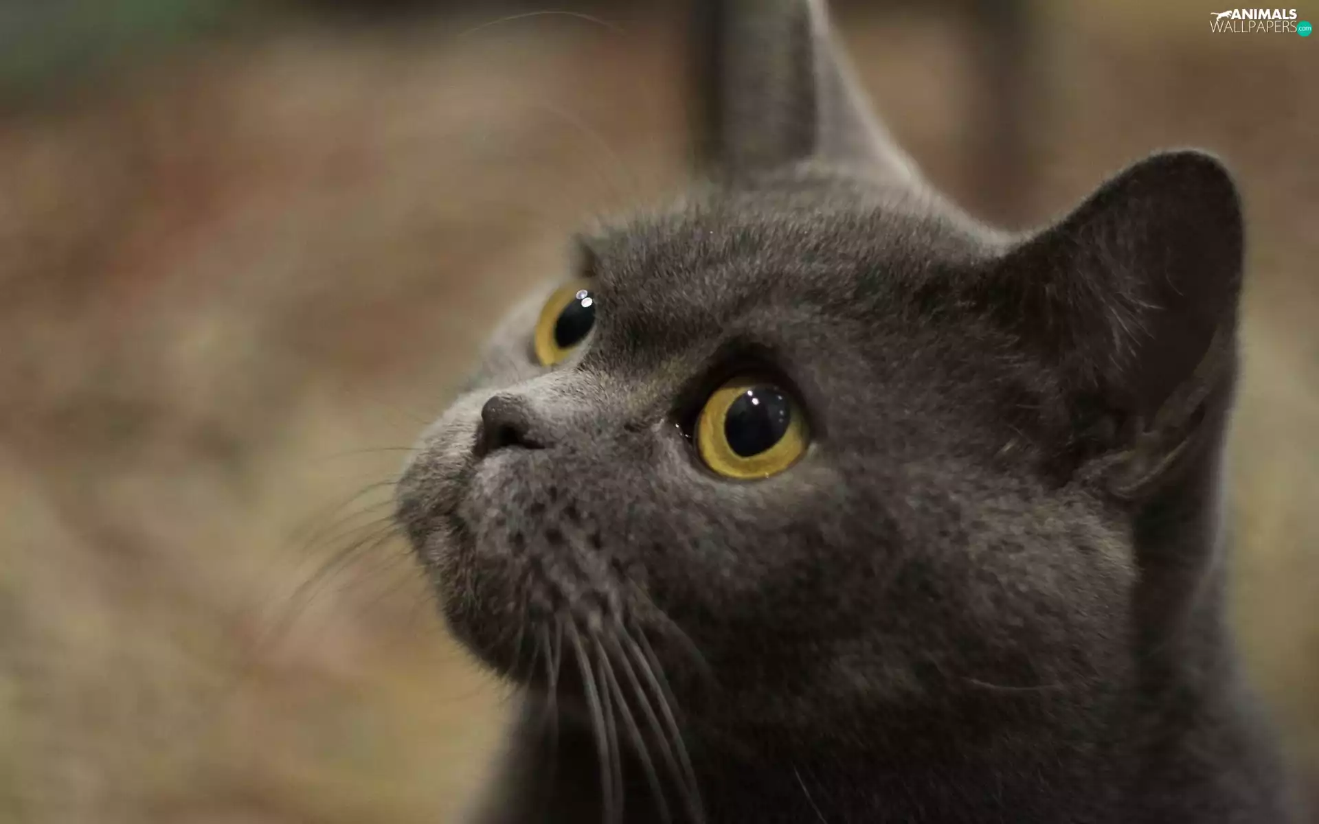 Yellow, Eyes, cat, Big, Head