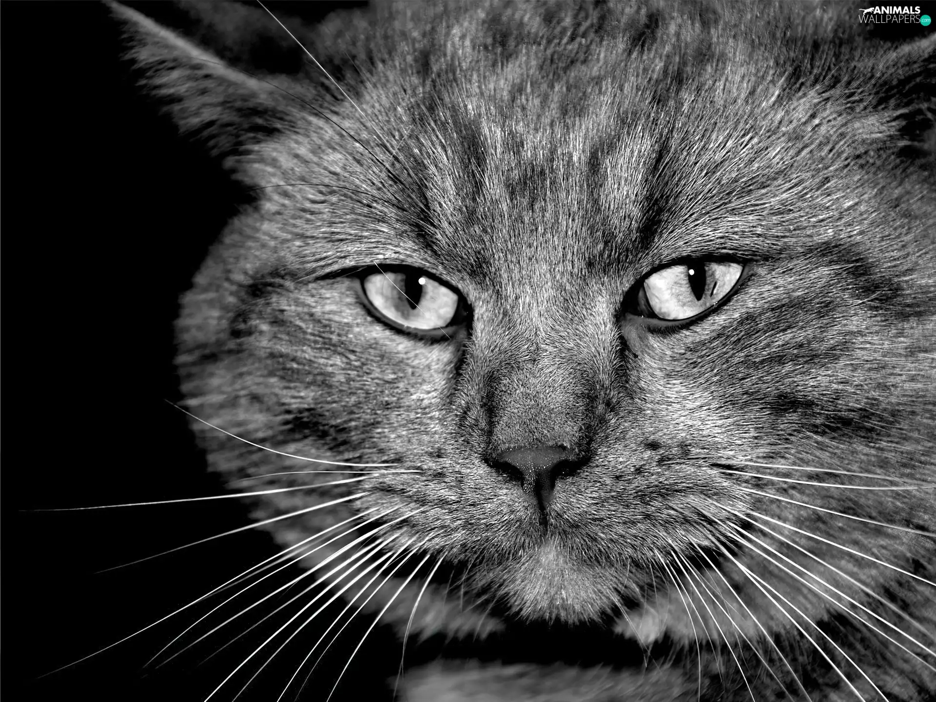 cat, moustache, mouth, Eyes