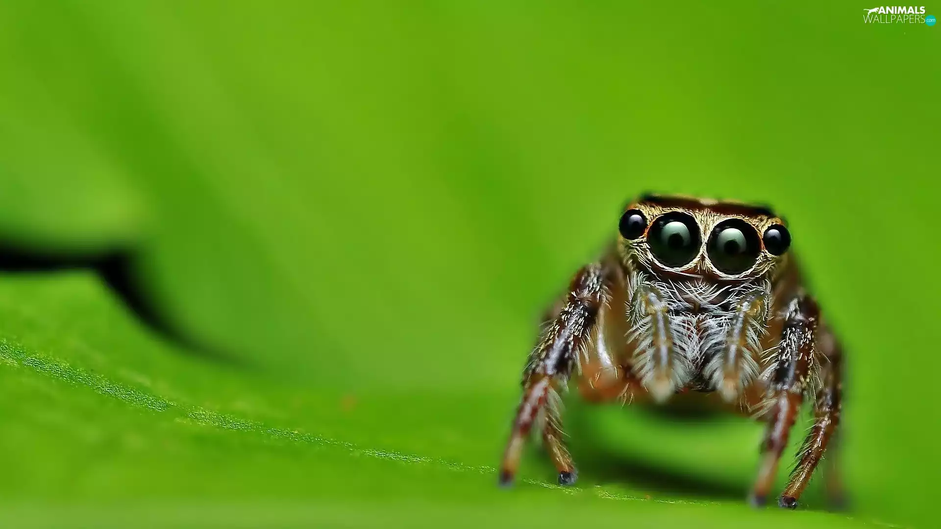 Spider, Eyes, Close, Zebra Jumper
