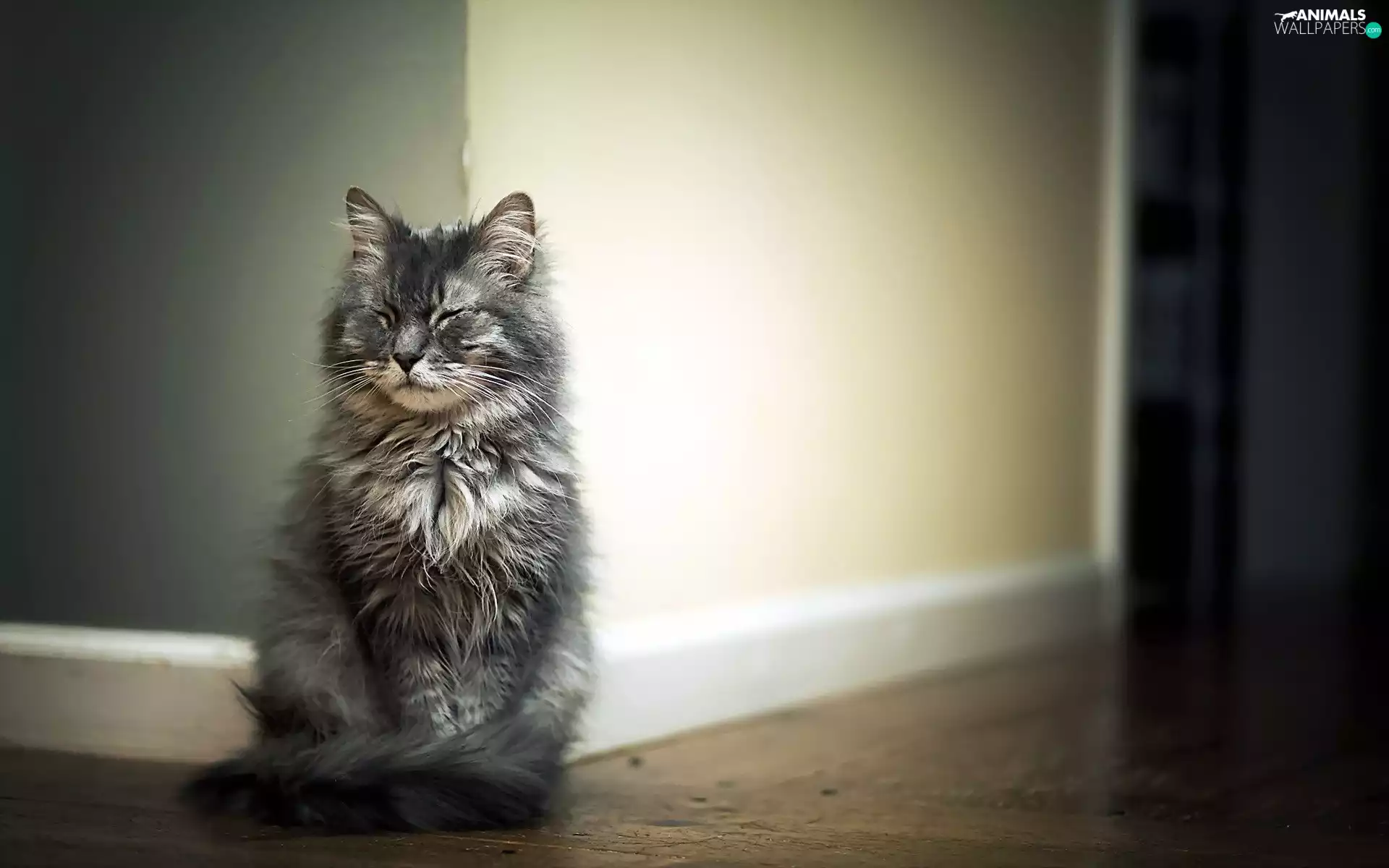 Eyes, kitten, closed