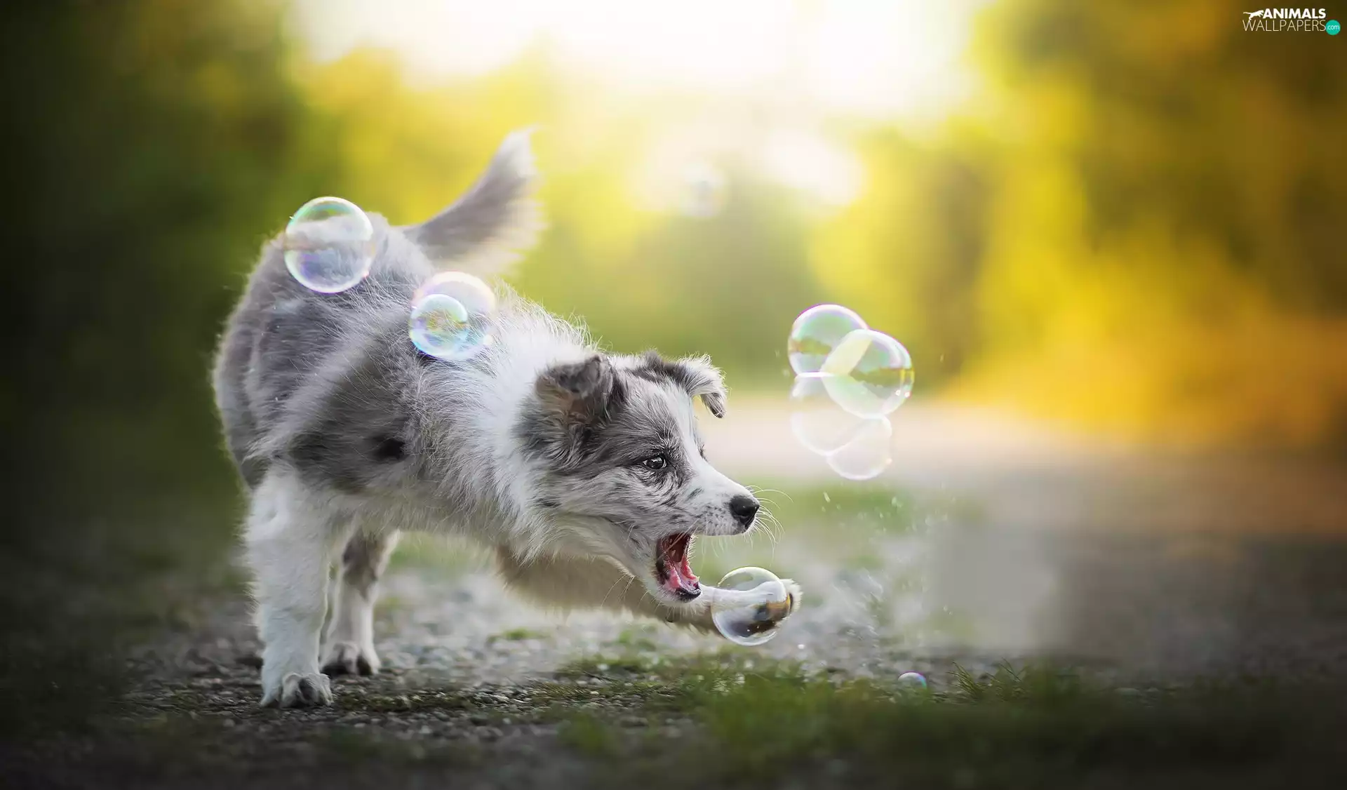 dog, play, interesting eyes, Border Collie