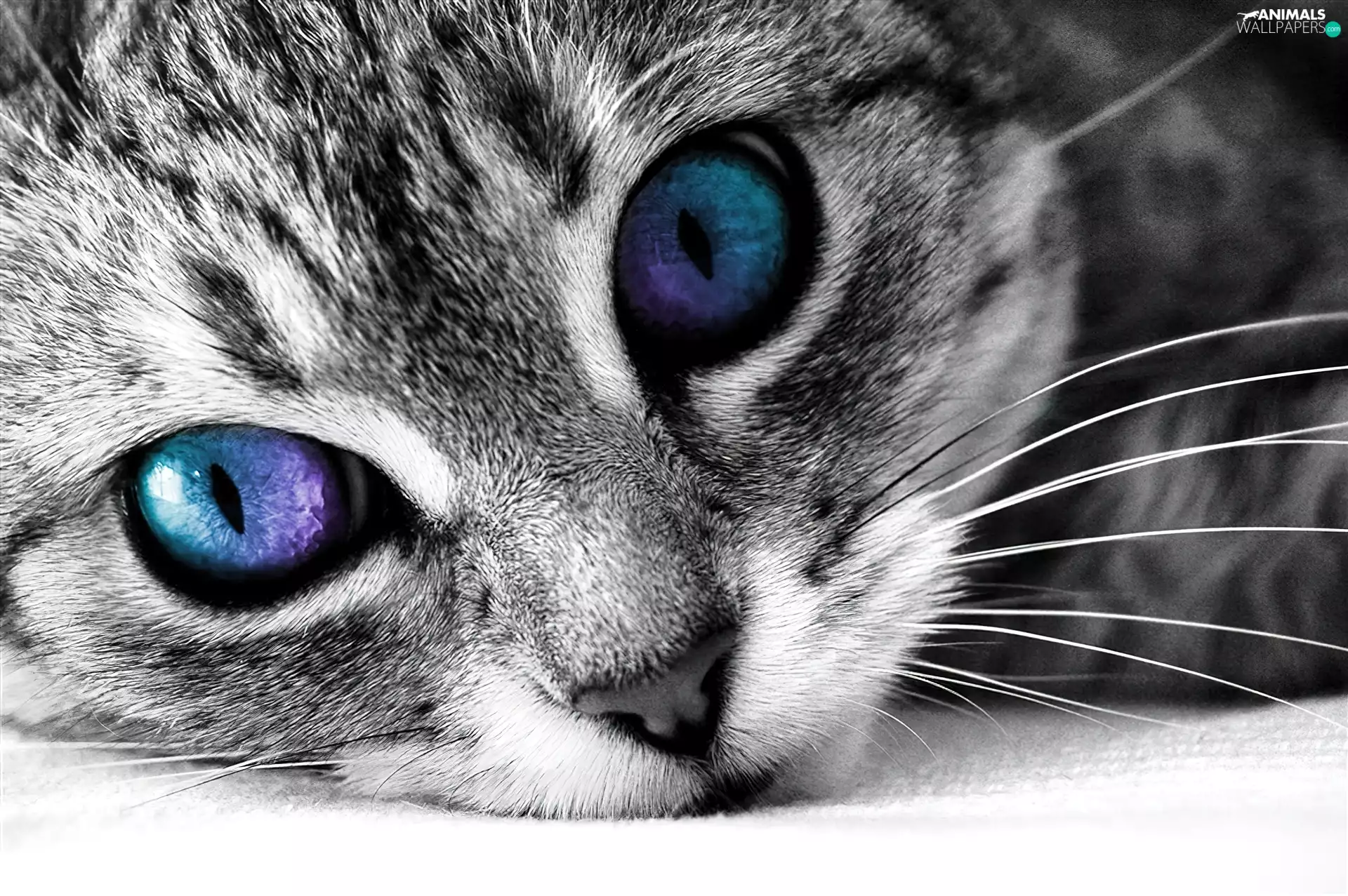 Eyes, cat, color
