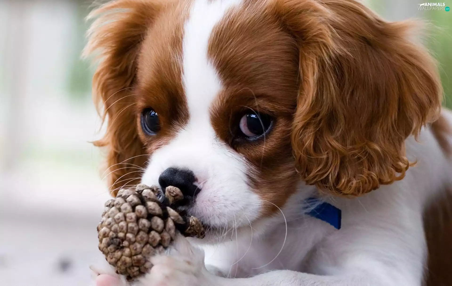 dog, cone, sweet, Eyes