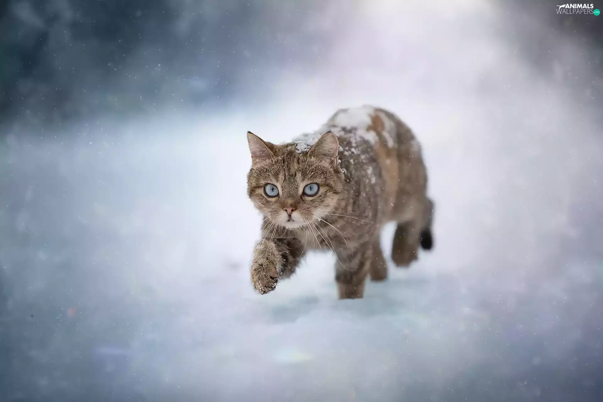 cat, small, Blue, Eyes, snow, dun