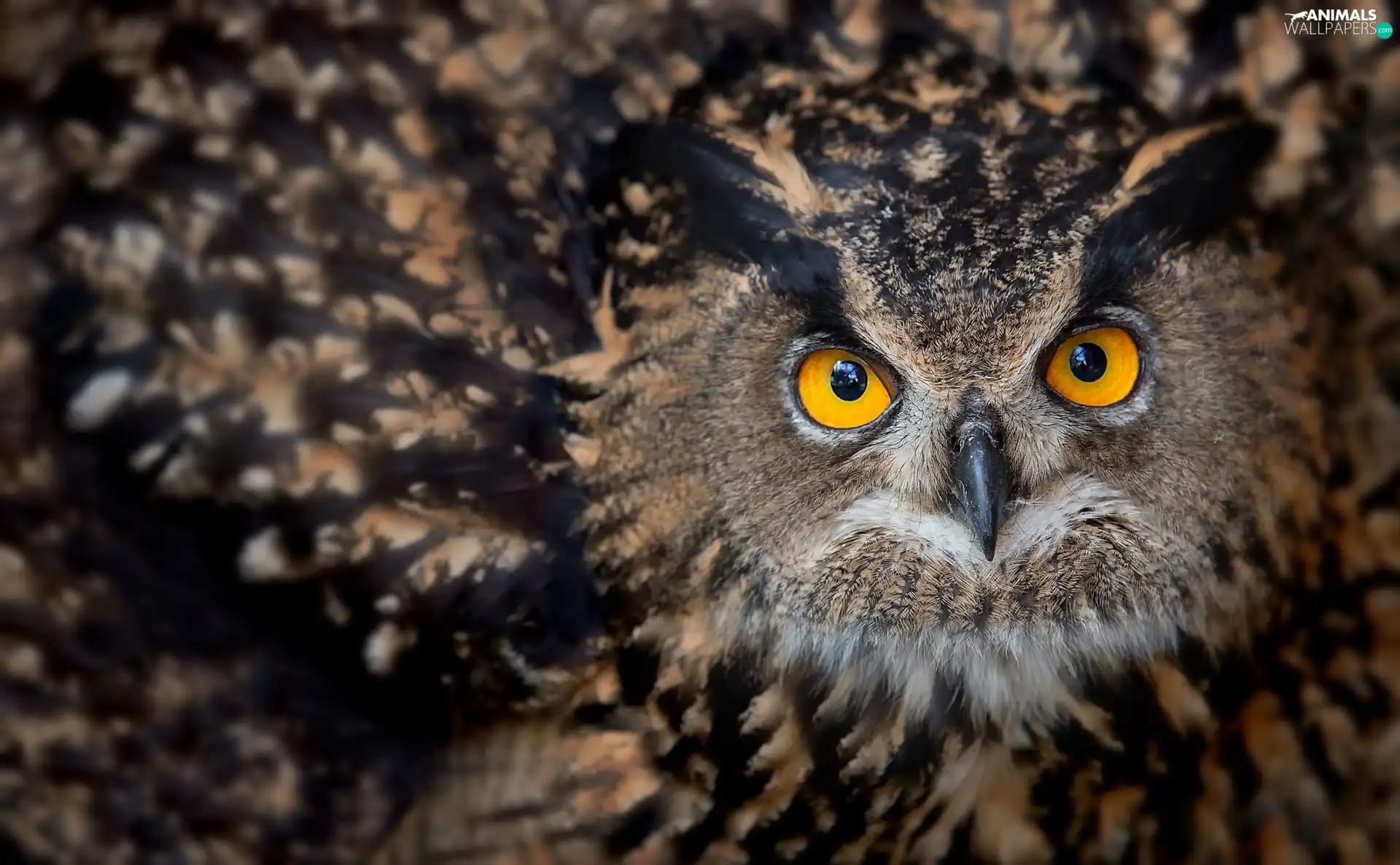 owl, Yellow, Eyes, Eurasian Eagle-Owl