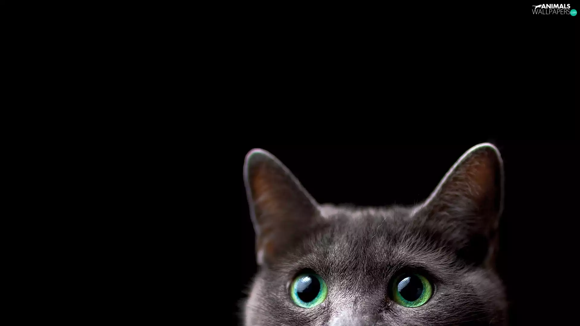 cat, Eyes, ears, green ones