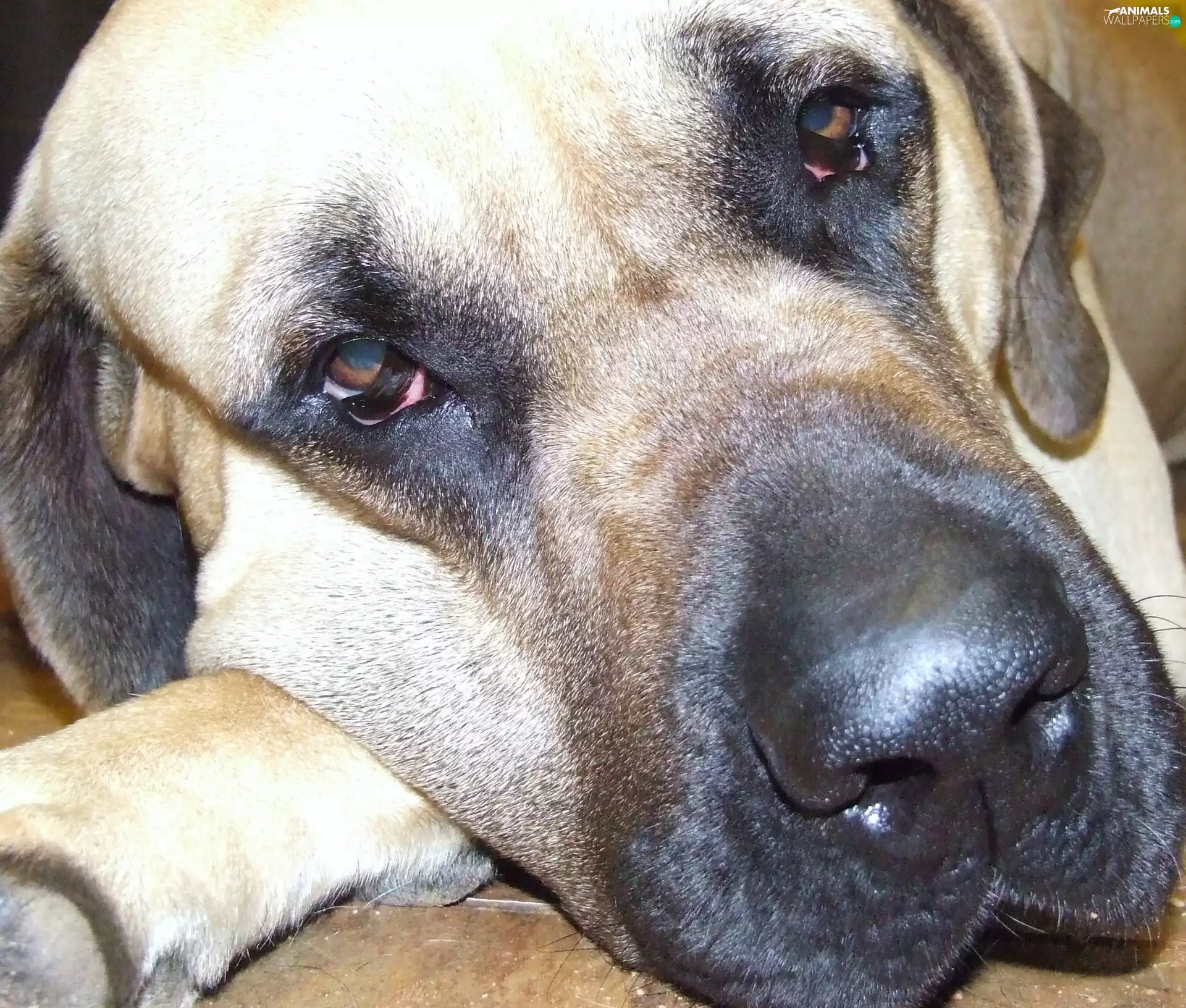 English mastiff, sad, Eyes
