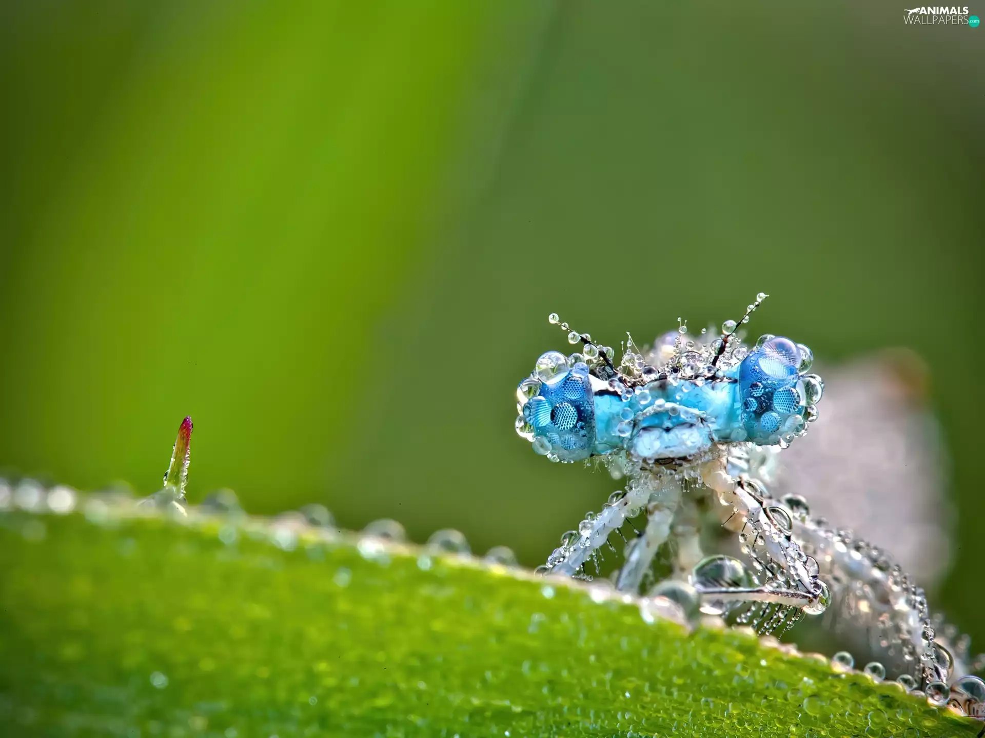 drops, water, Blue, Eyes, dragon-fly