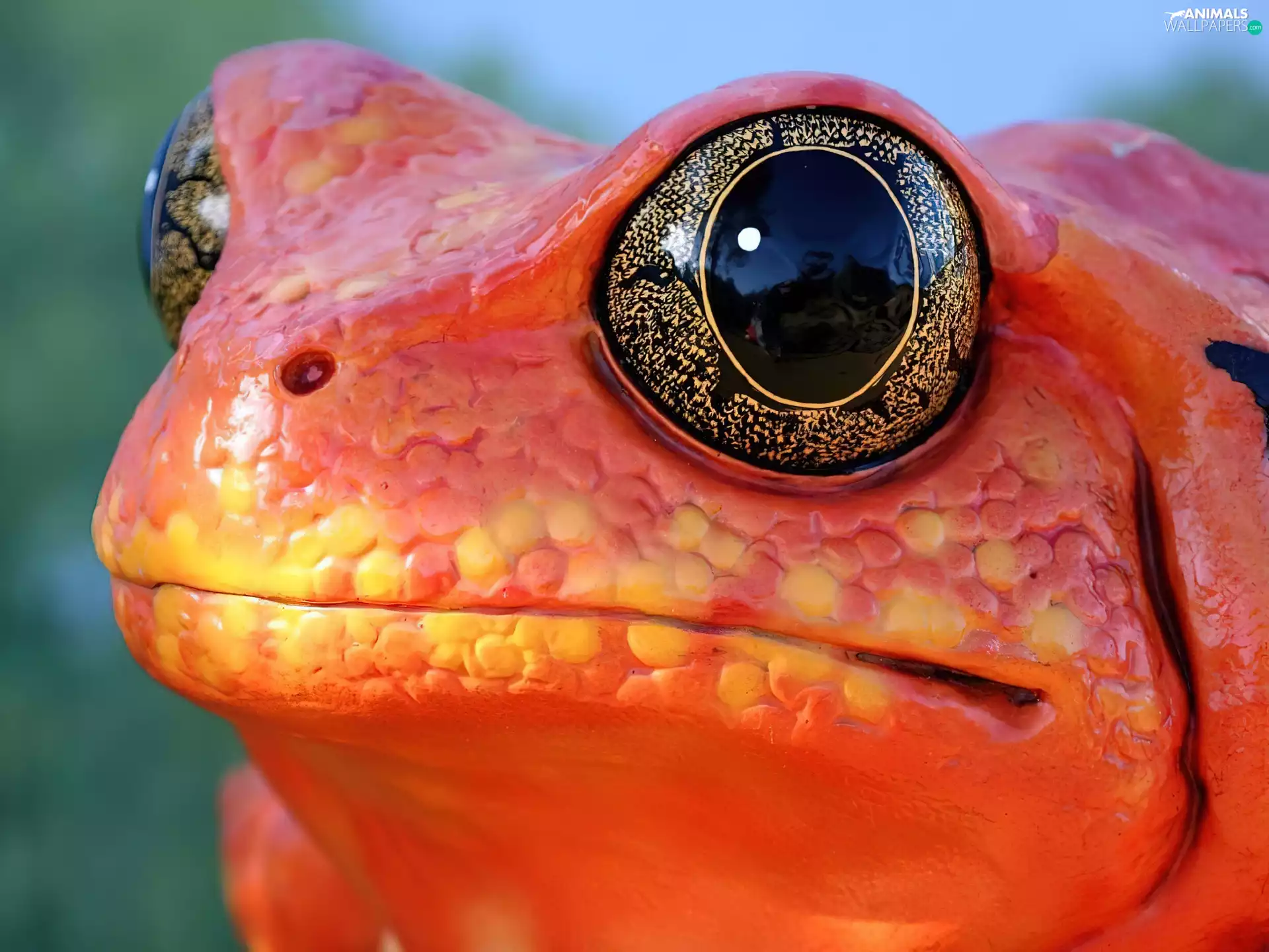 red hot, Big, Eyes, strange frog