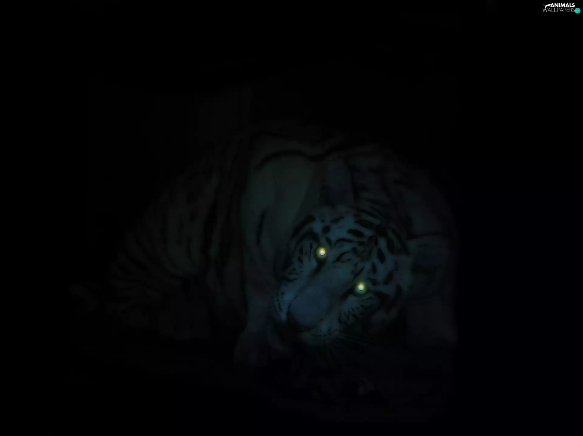 Eyes, tiger, glowing