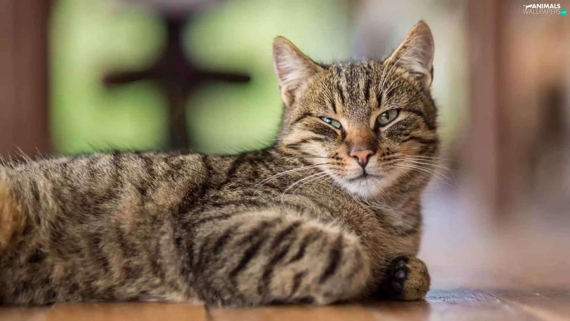 green ones, cat, Eyes