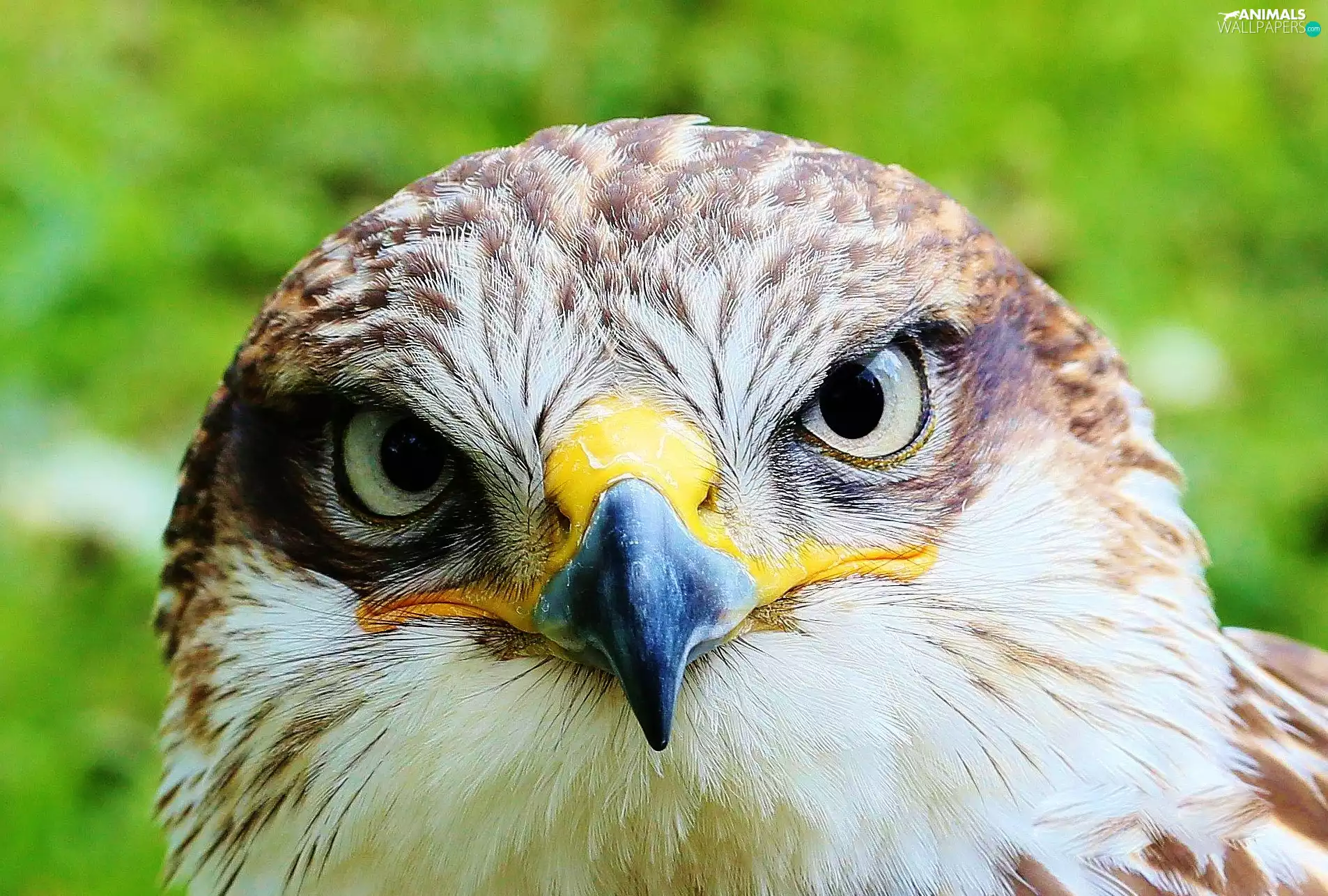 hawk, Sight, nose, Eyes