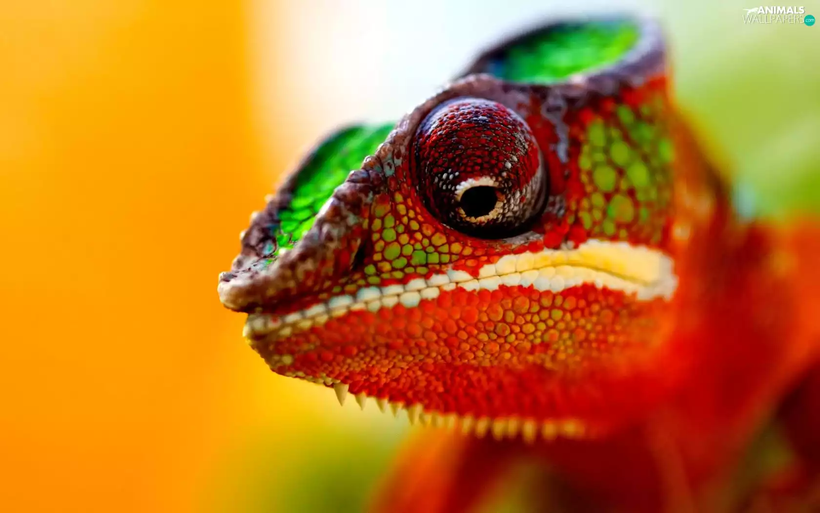 Eyes, Cameleon, Head
