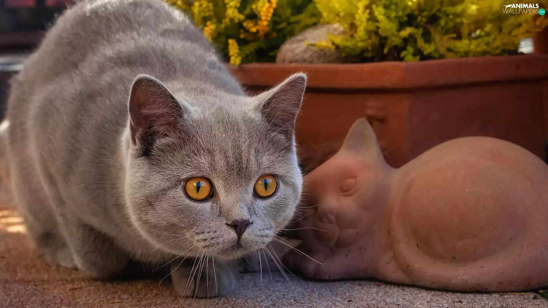 British Shorthair Cat, Eyes, figure, honey