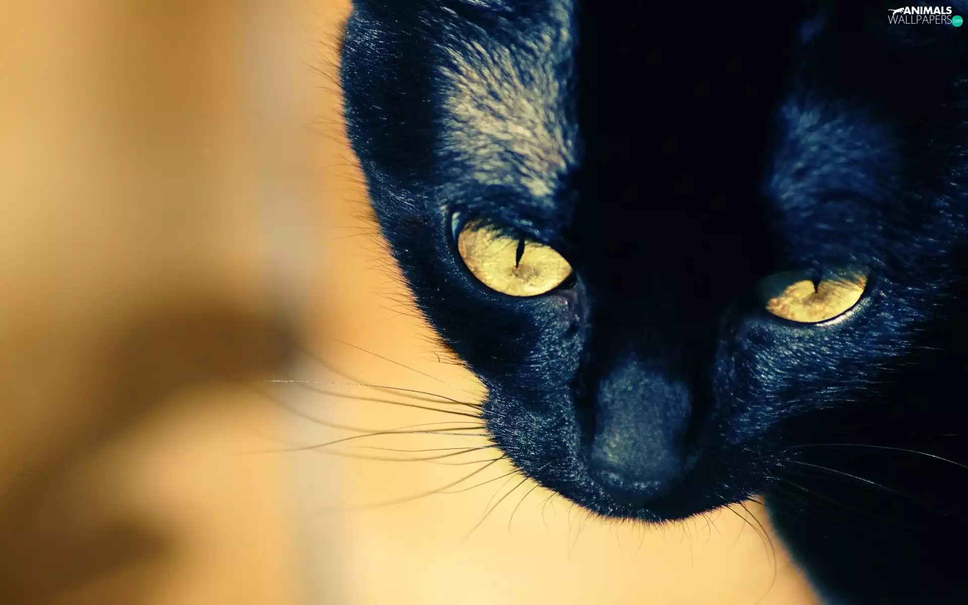 Eyes, Black, kitten