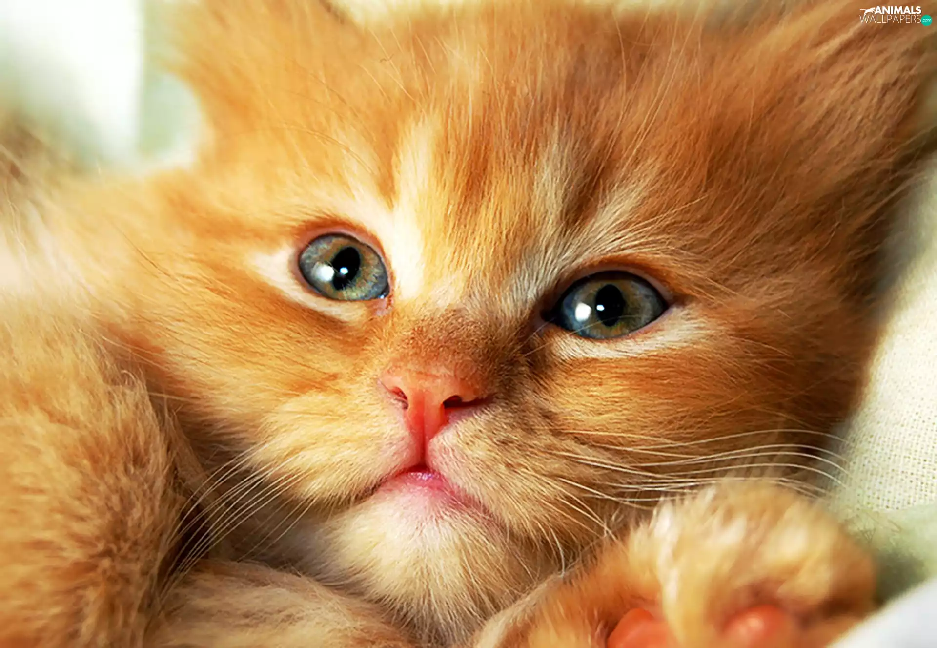 Eyes, ginger, kitten
