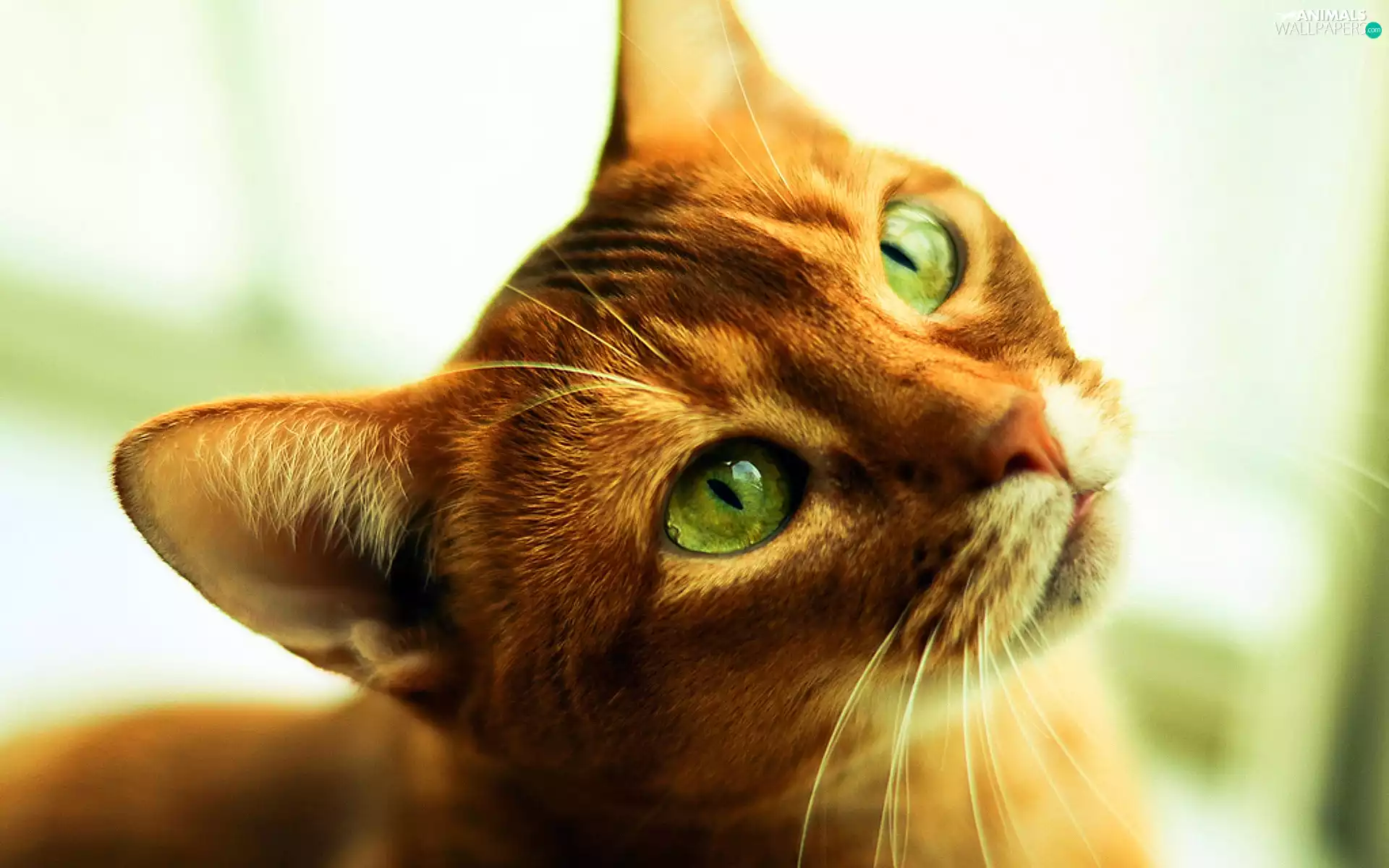 Eyes, ginger, kitten