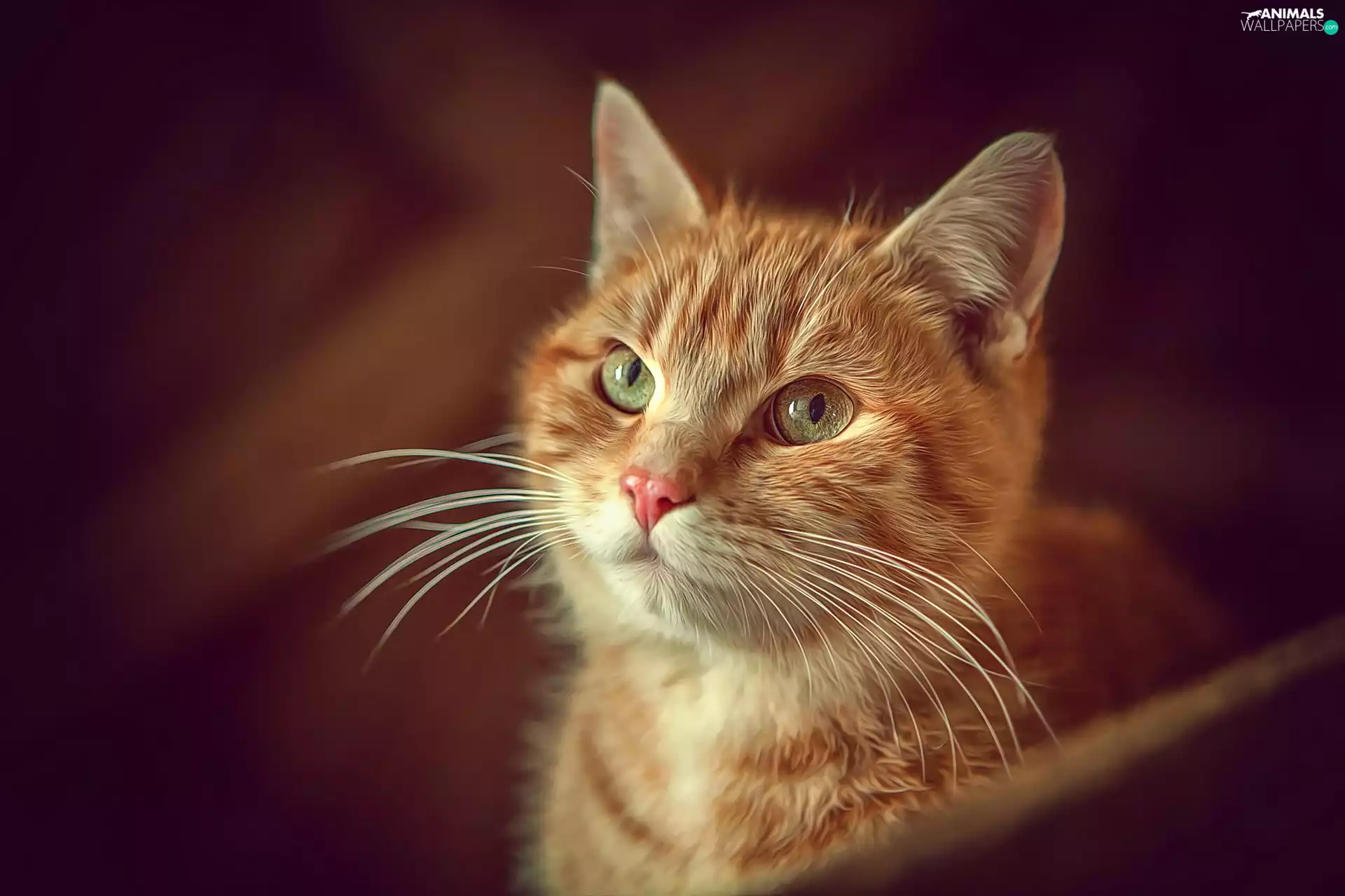 Eyes, ginger, kitten