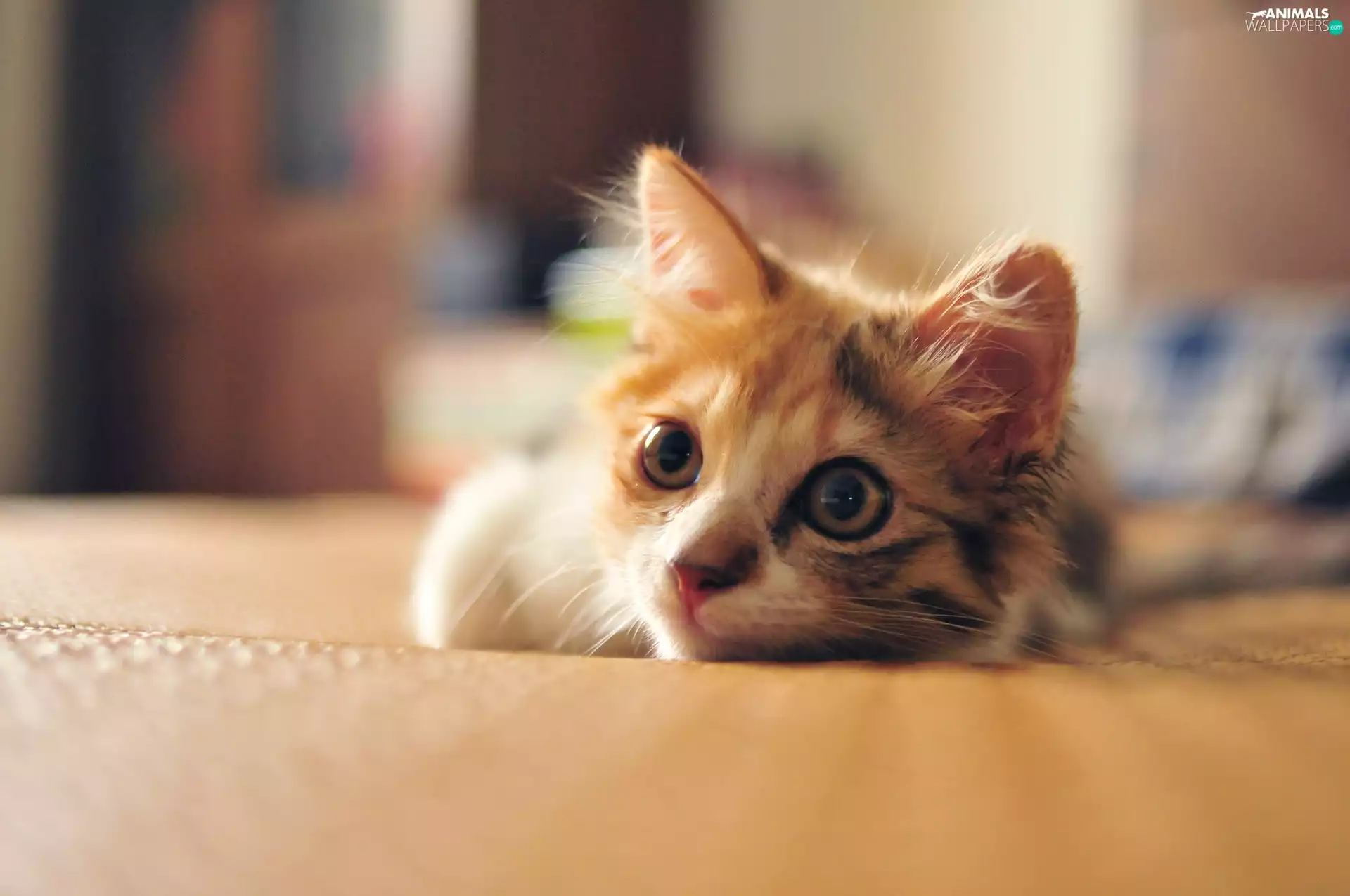 Eyes, ginger, kitten