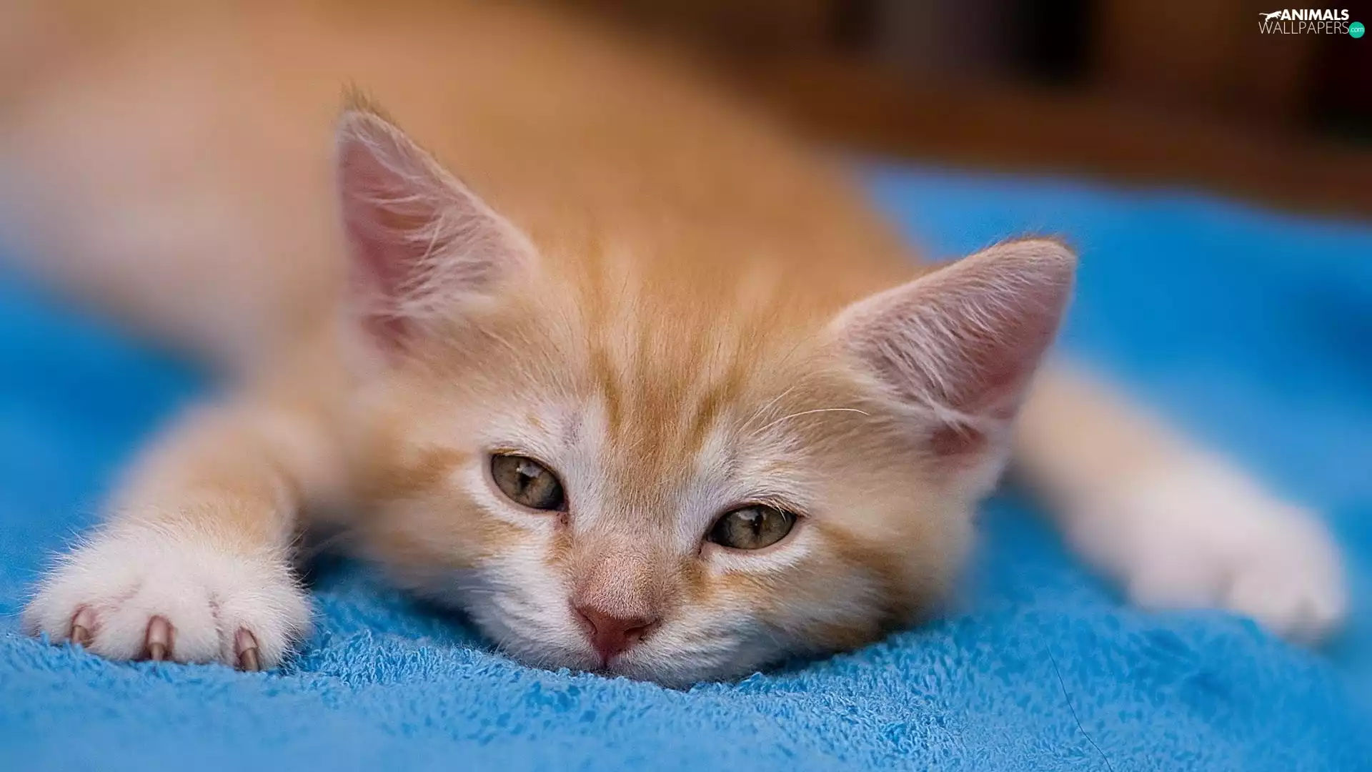 Eyes, honeyed, kitten