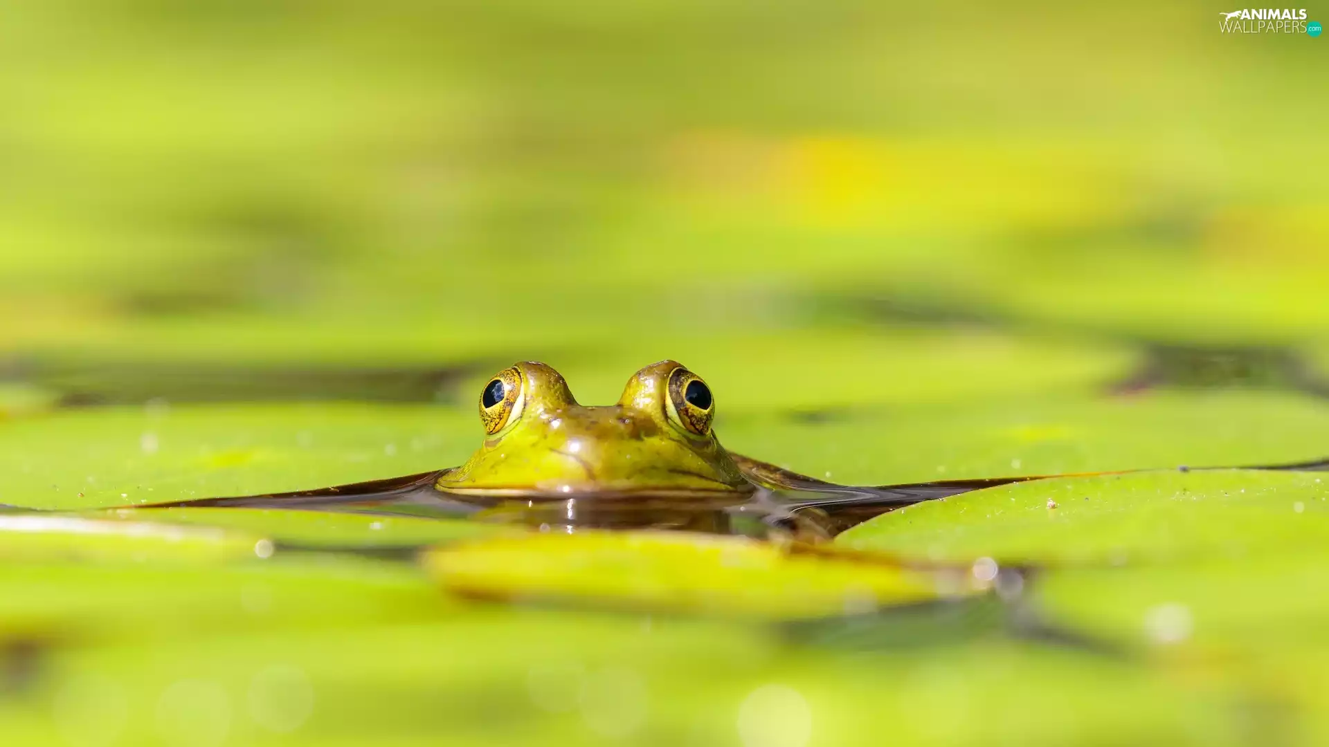 Leaf, strange frog, Eyes