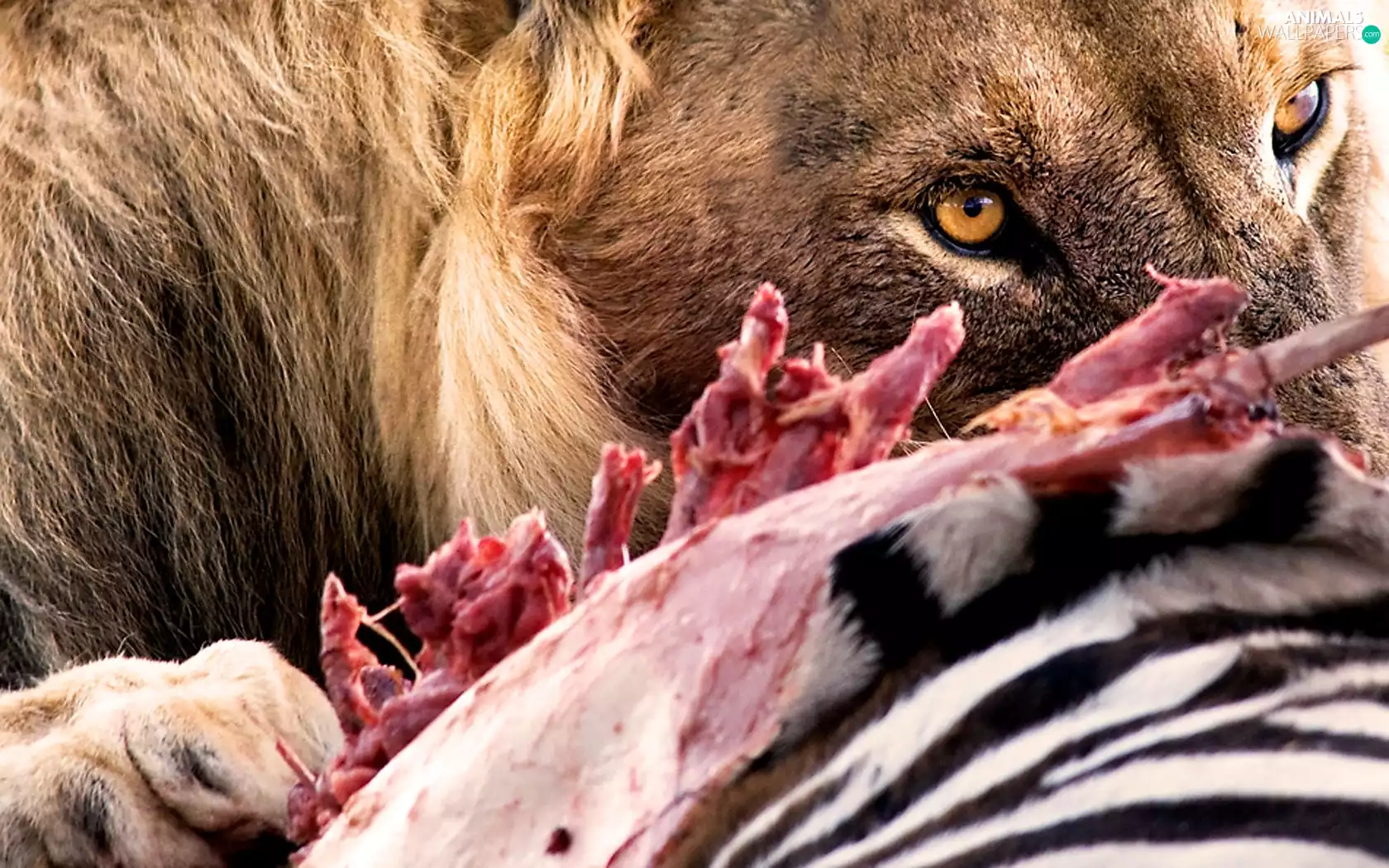 Eyes, Lion, meal