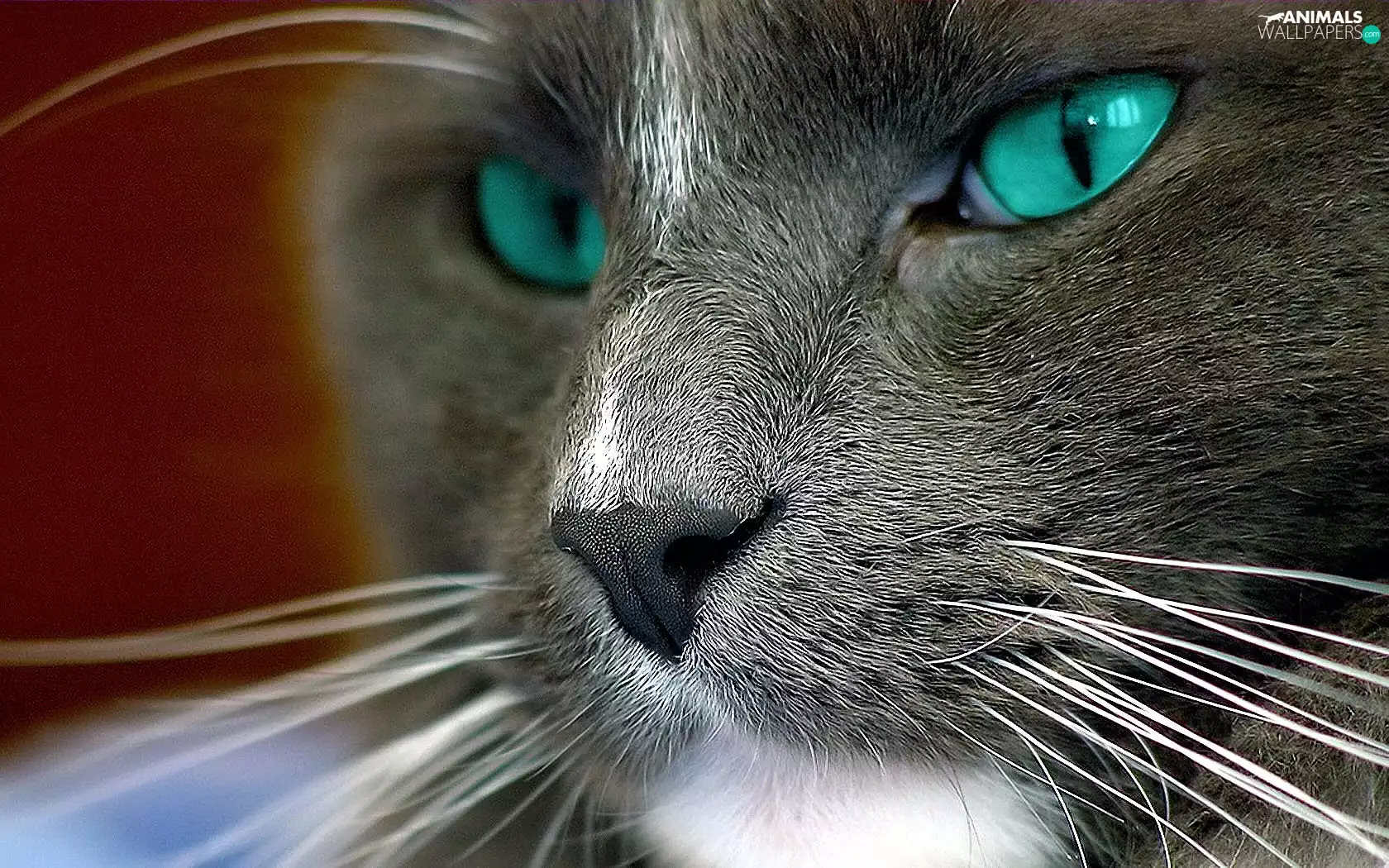 Eyes, cat, moustache