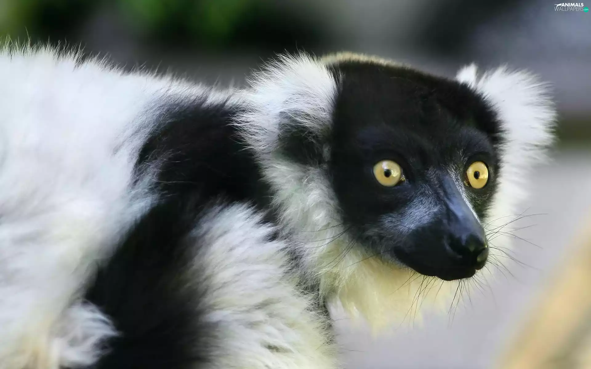 Eyes, lemur, muzzle