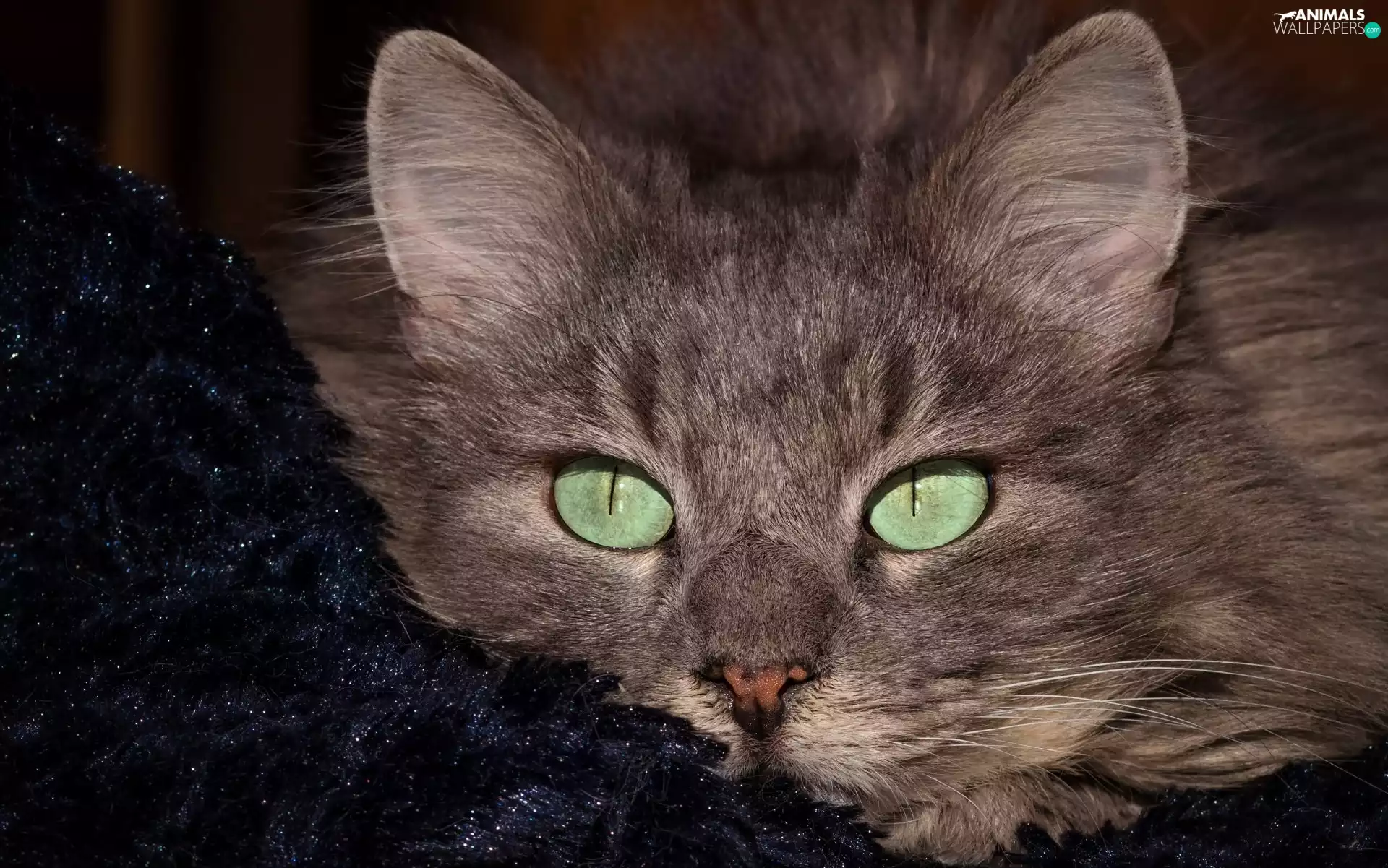 cat, Eyes, muzzle, green ones