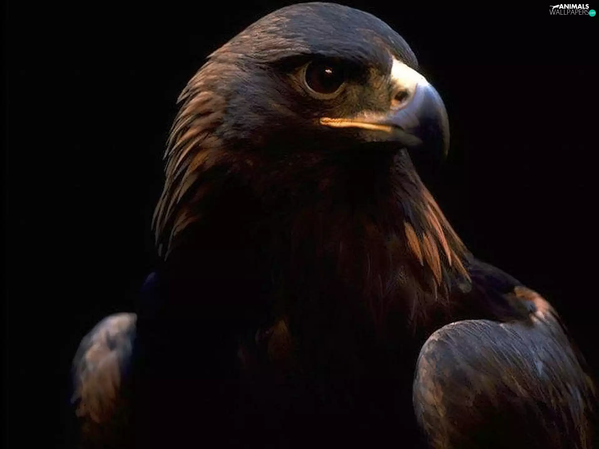 Eyes, eagle, nose