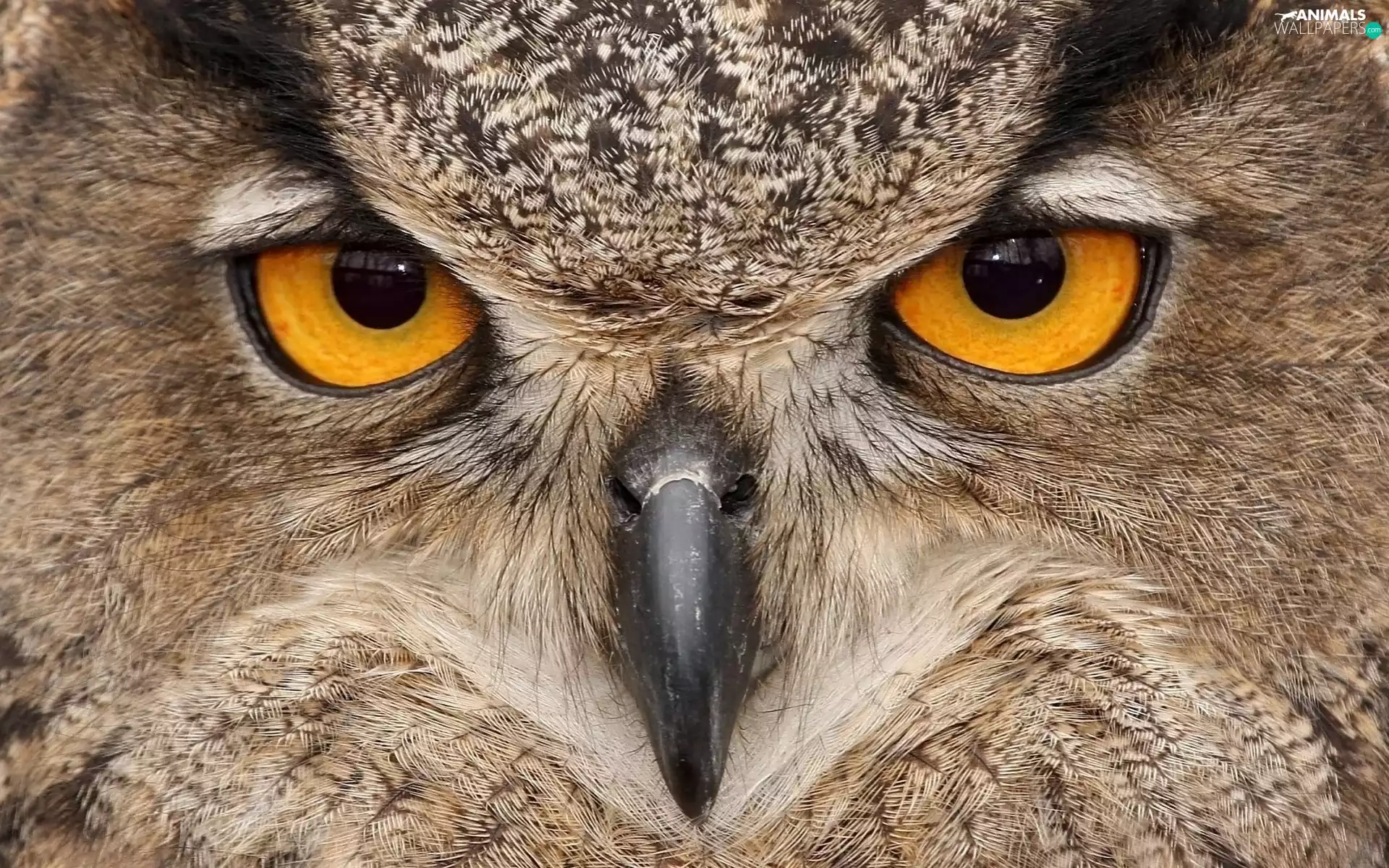 nose, eagle-owl, Eyes