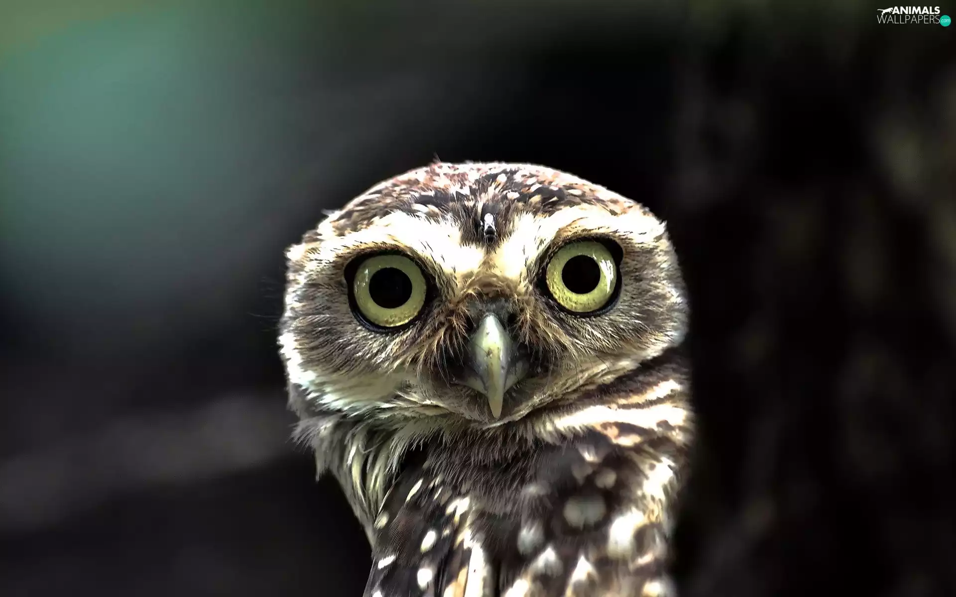 owl, Eyes, nose, Little Owl