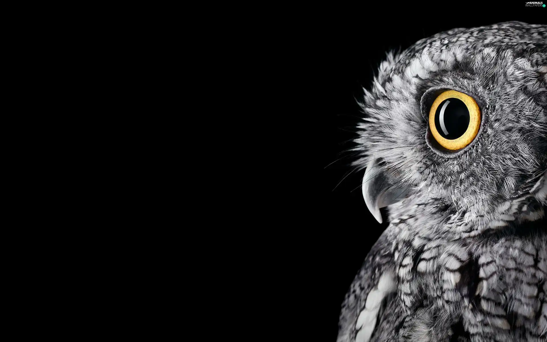 owl, Eyes
