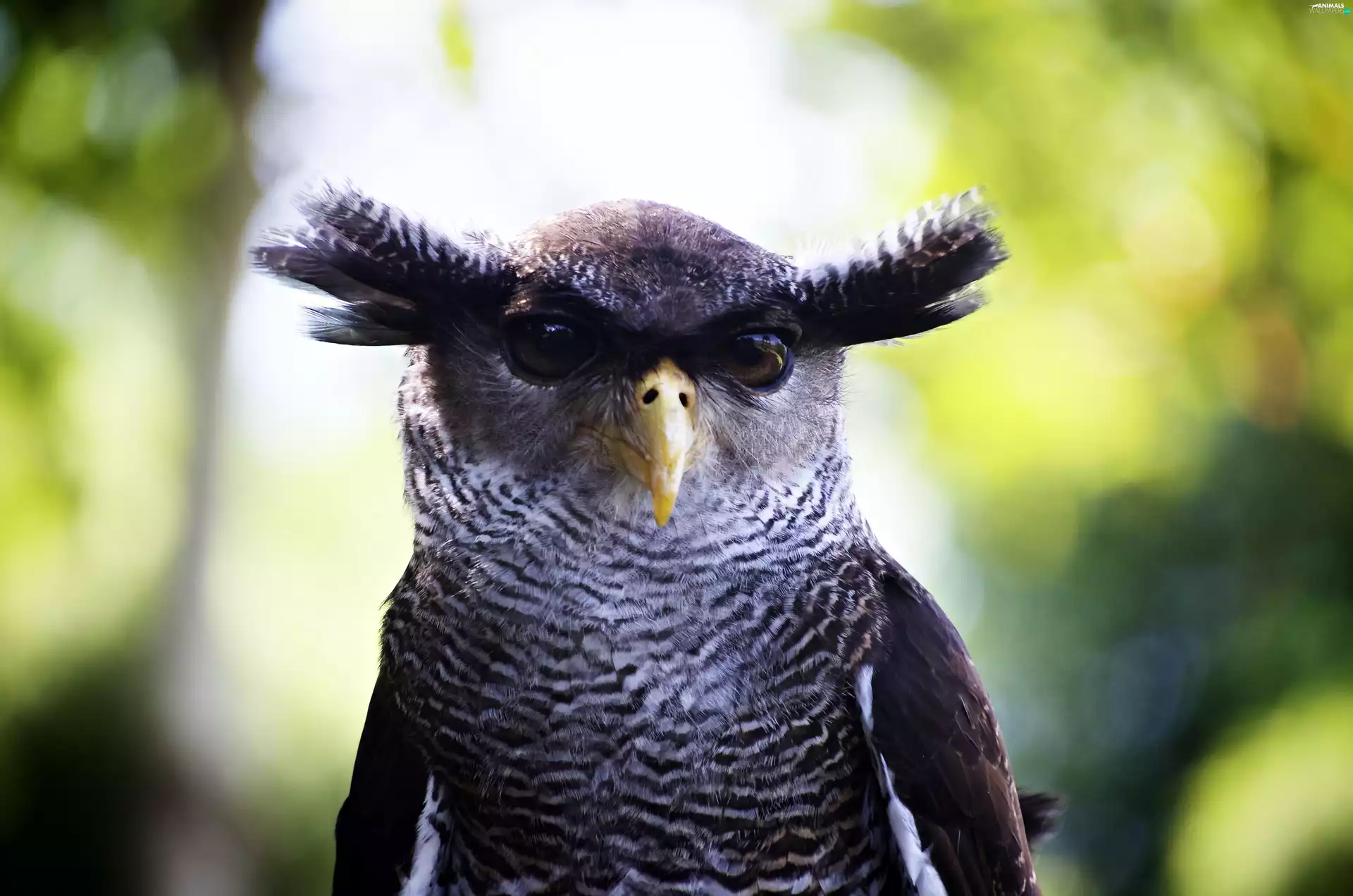 owl, ears, rapprochement, Eyes