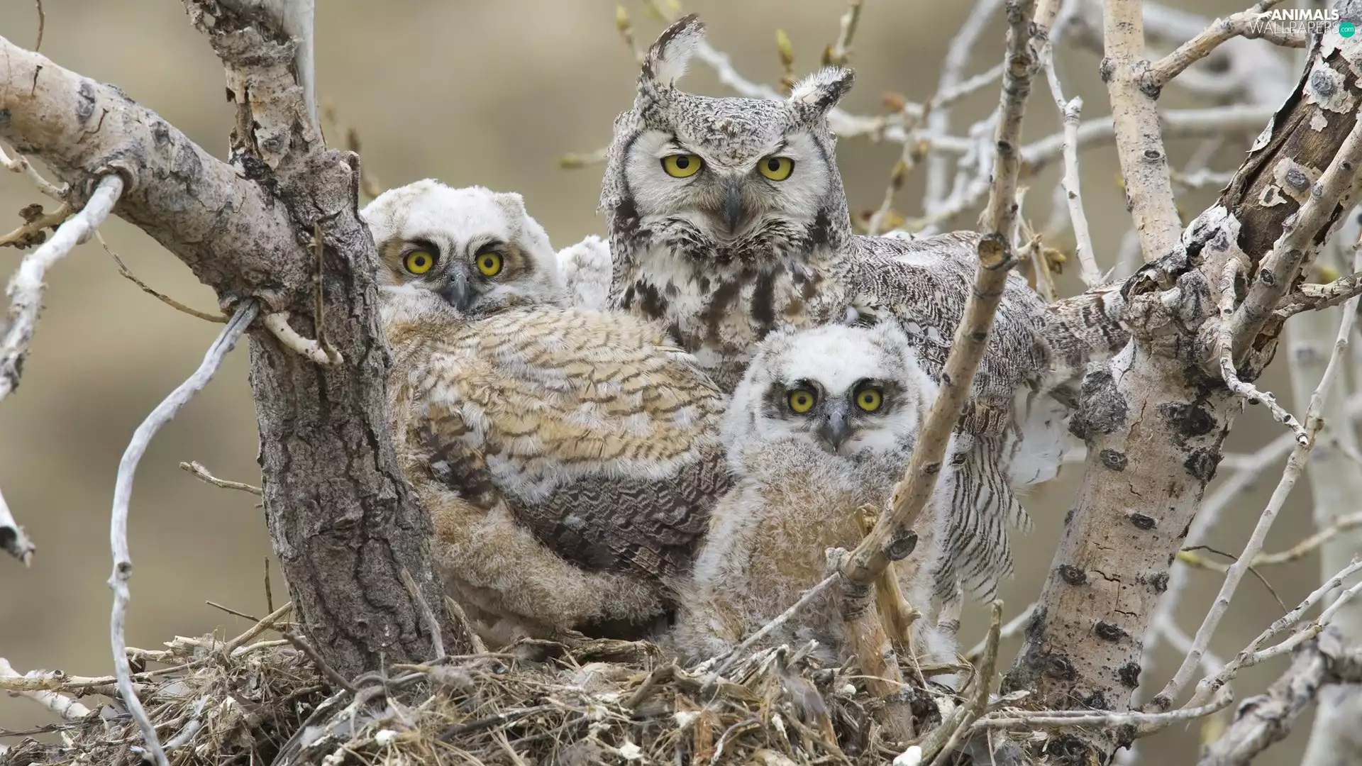 Yellow, Eyes, Owls, nest, Three