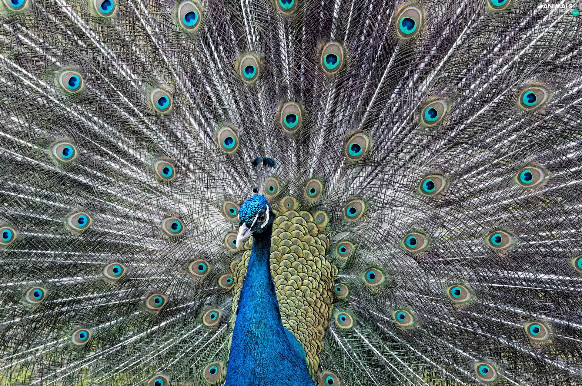 plumage, Bird, peacocks, Eyes, feather, peacock