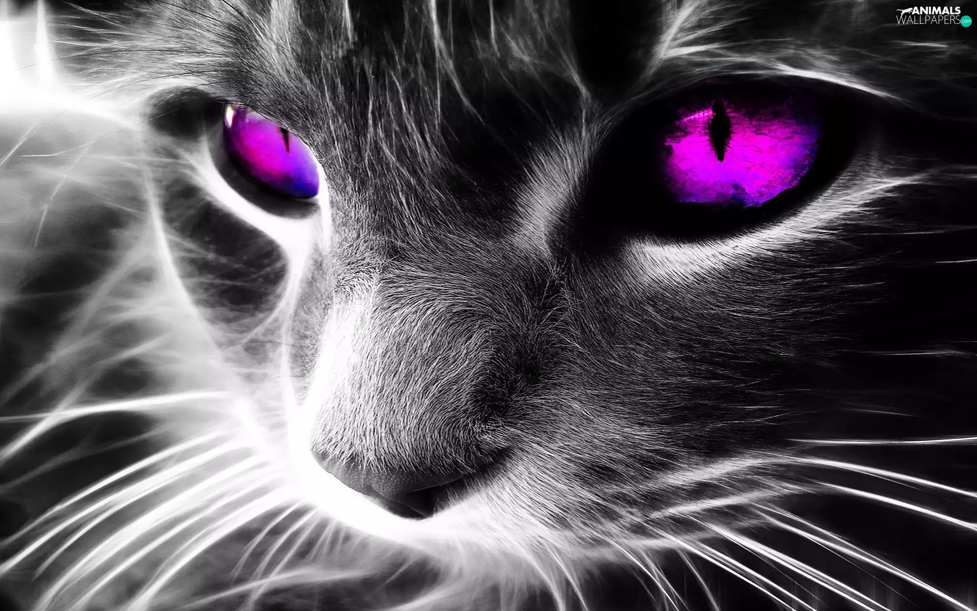 Eyes, cat, Pink