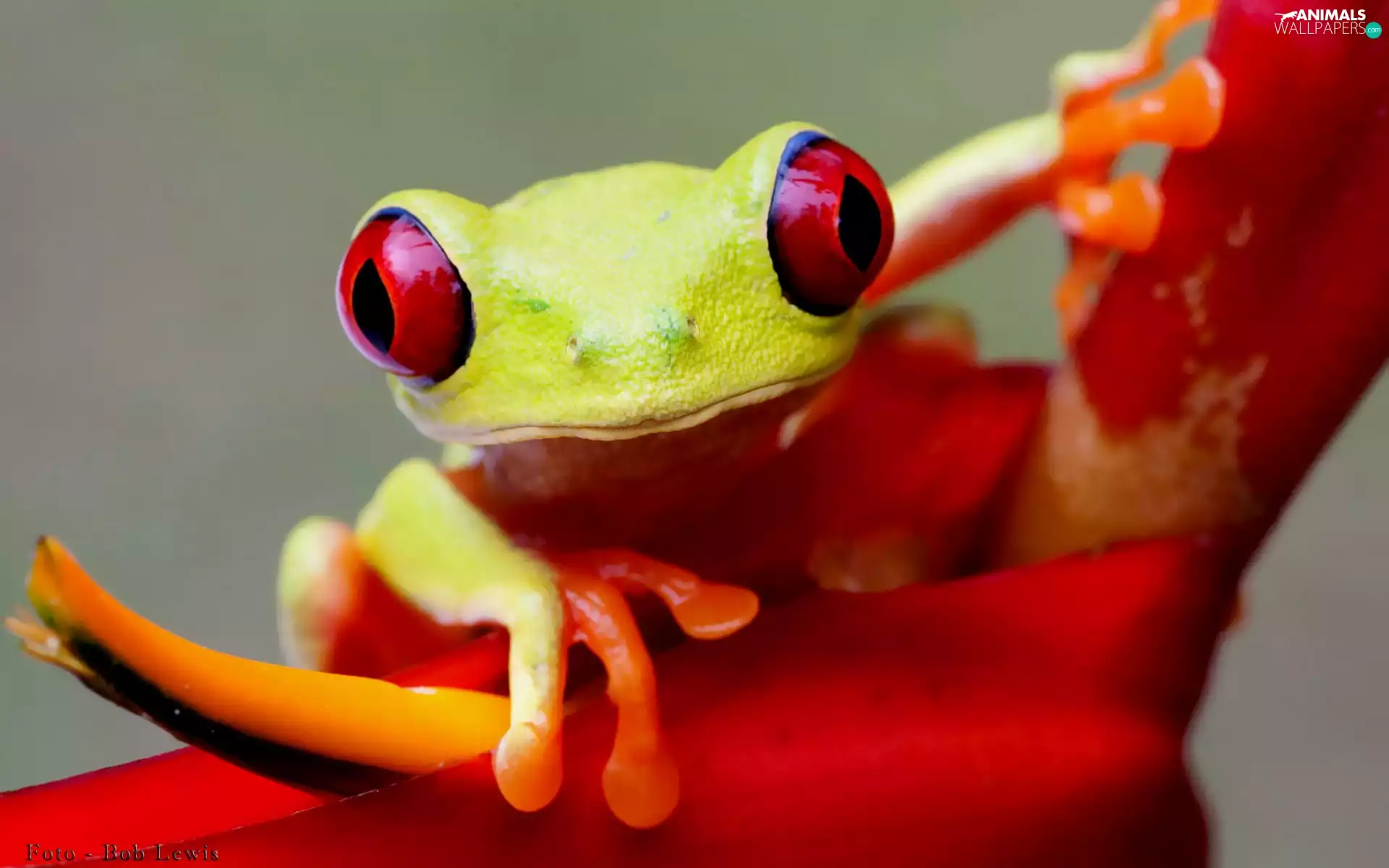 Bob, Lewis, red-eyes, Photo, strange frog