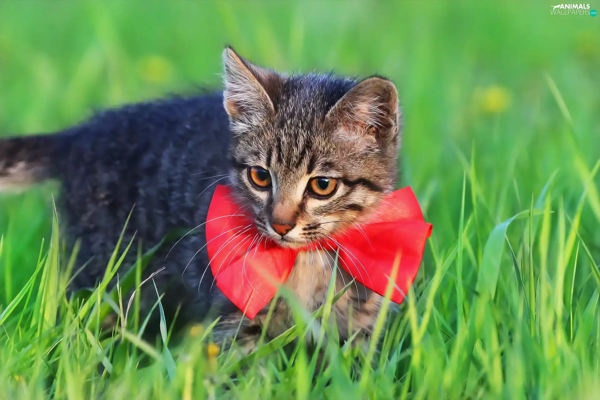 Eyes, cat, bow tie, honey, small, red hot, grass