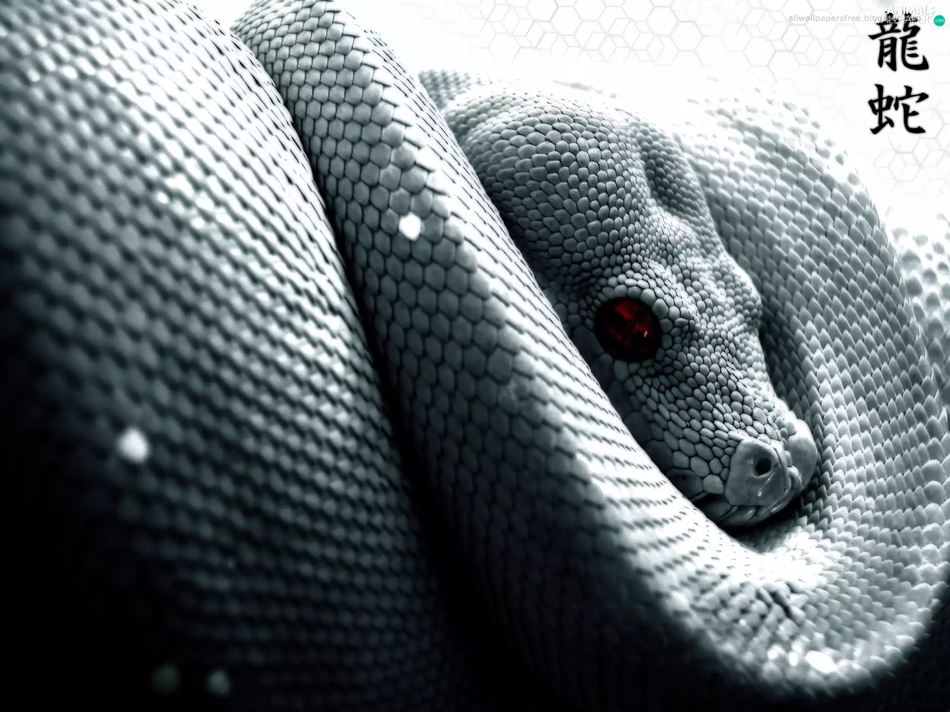 Eyes, Snake, Red