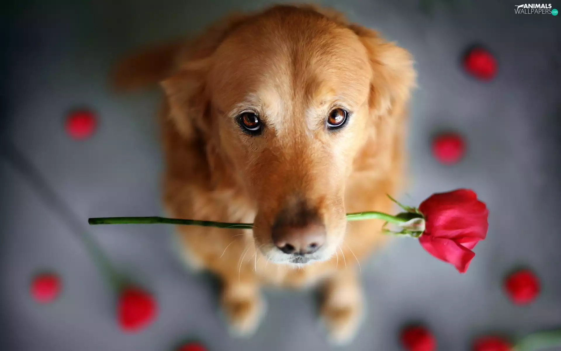 Begging, Eyes, rose, flakes, dog
