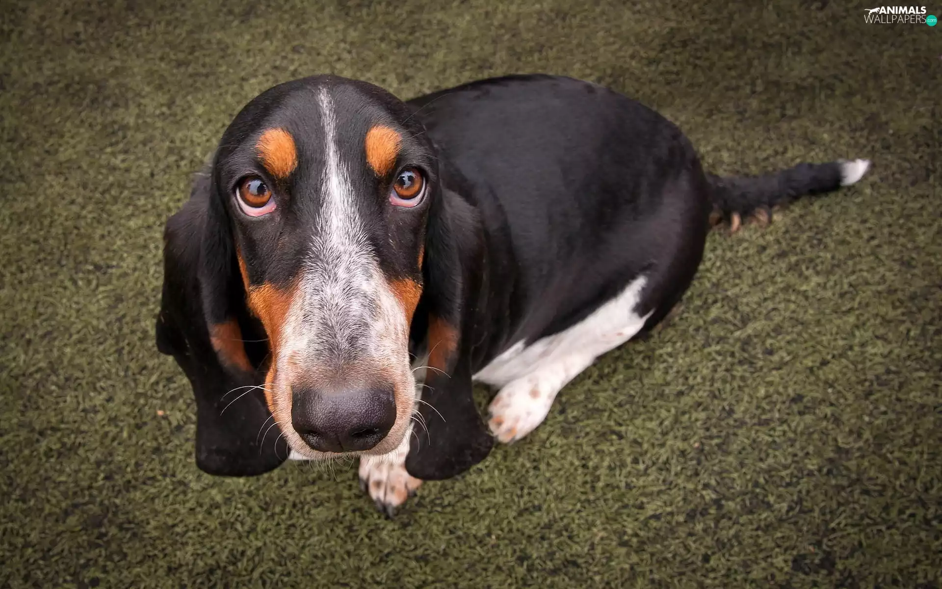 Eyes, basset, sad