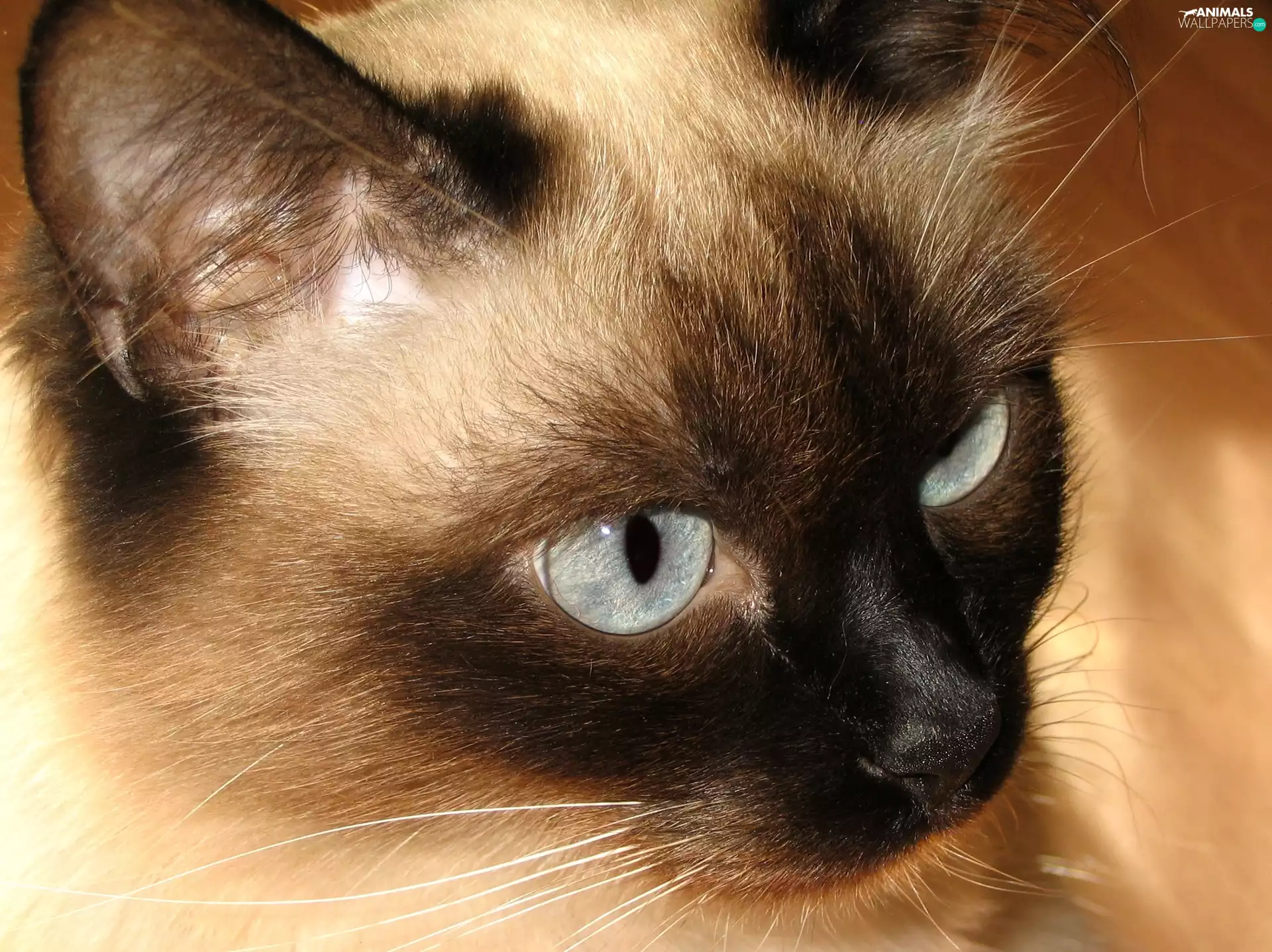 Eyes, kitten, siamese