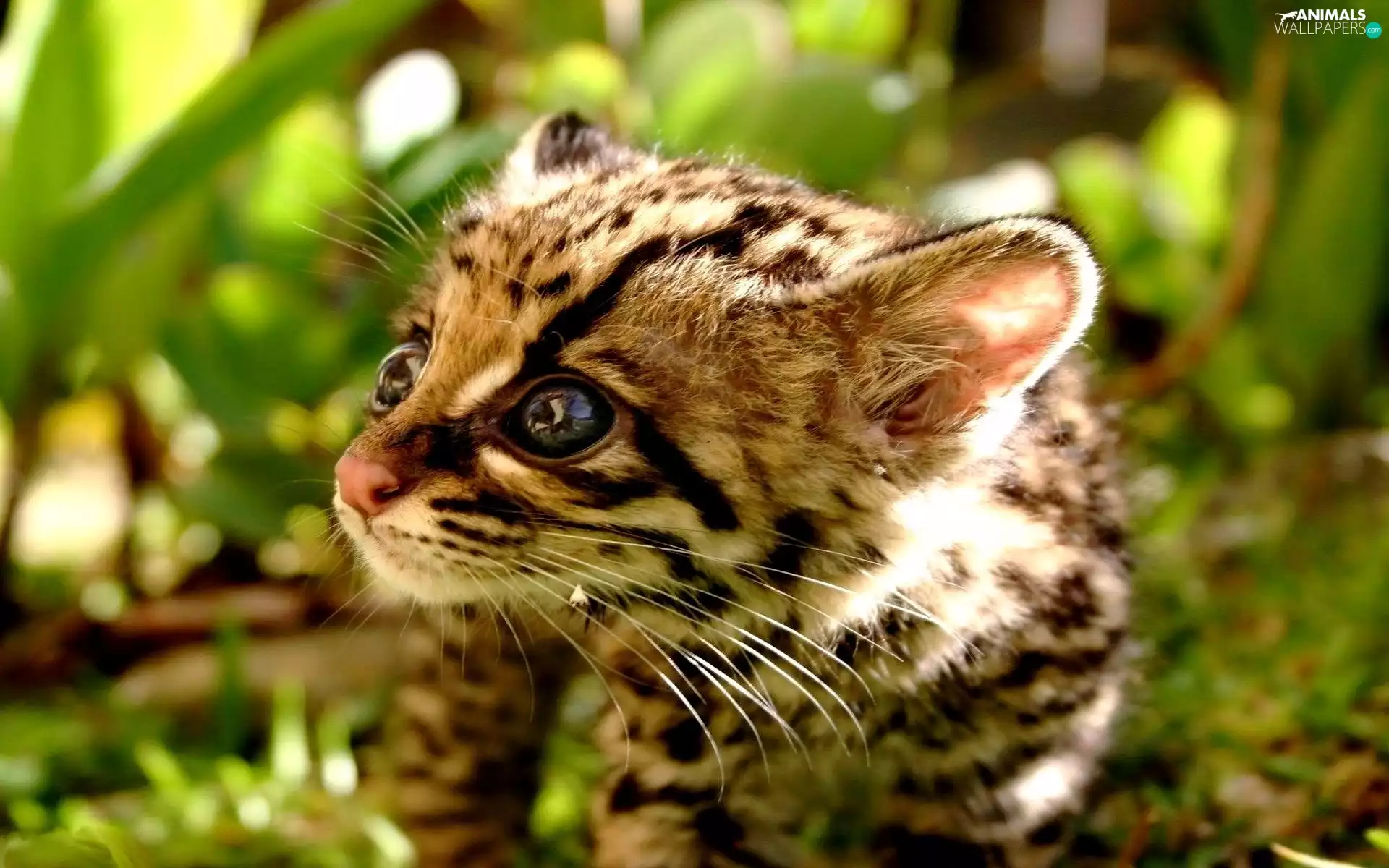 Black, Eyes, small, green, Margay