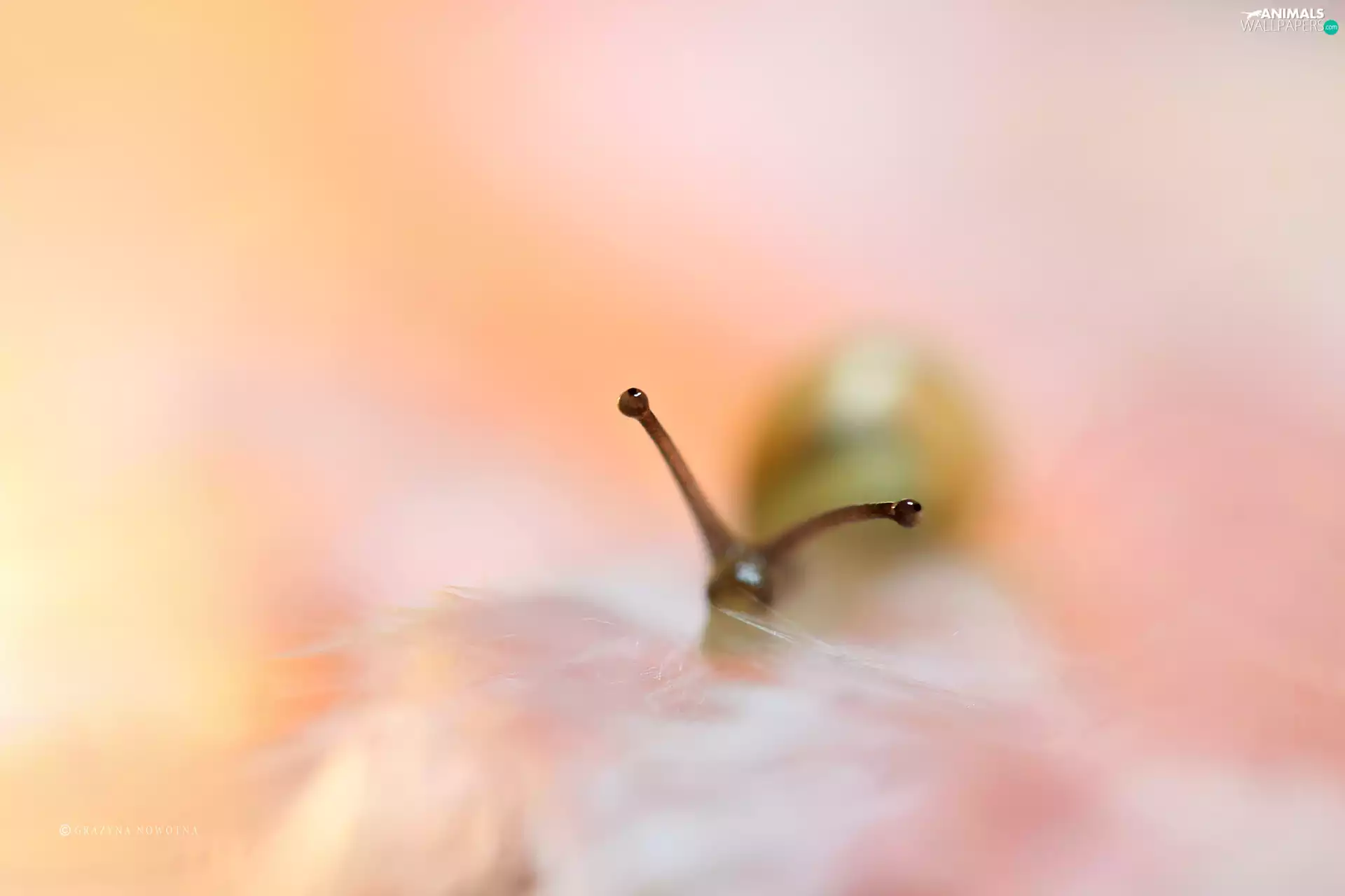Eyes, Close, snail