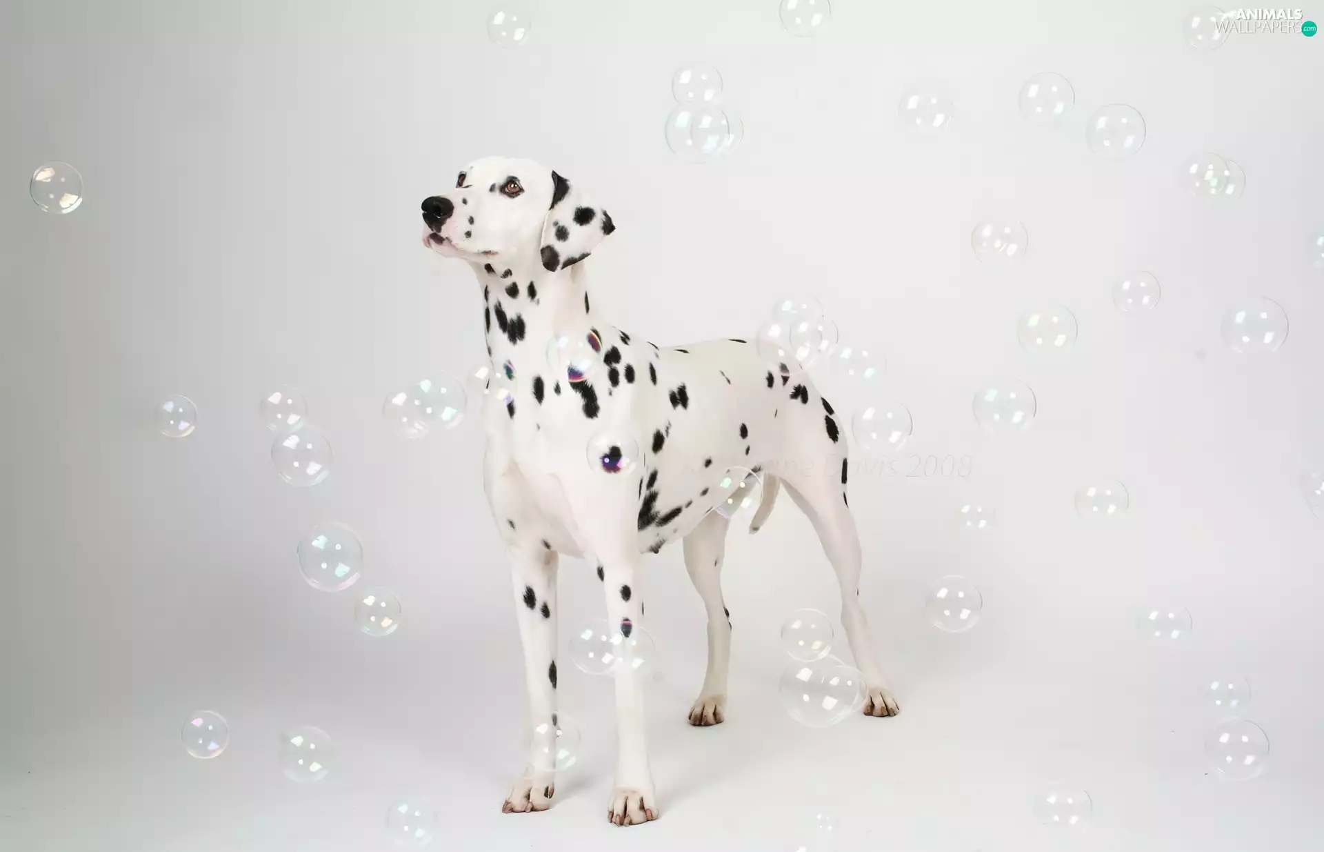 soap, Dalmatian, interesting eyes